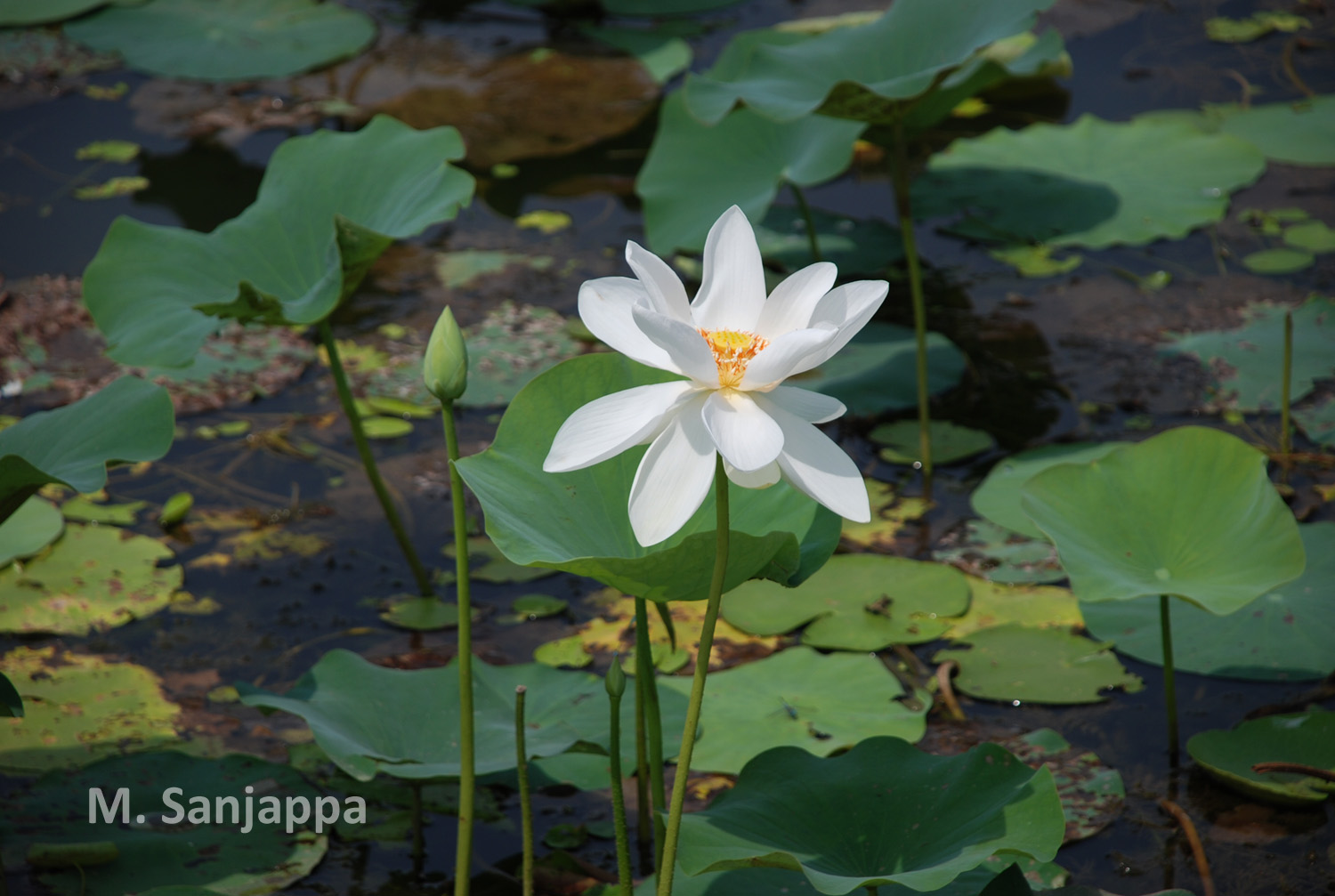 India Flora Online