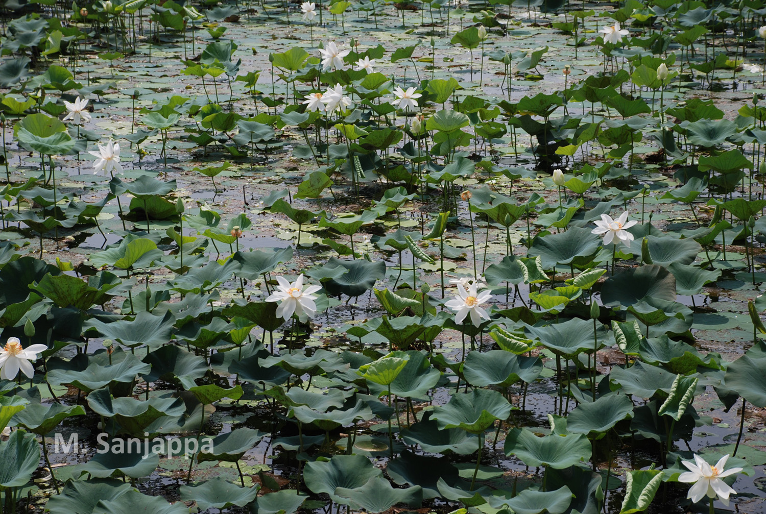 India Flora Online