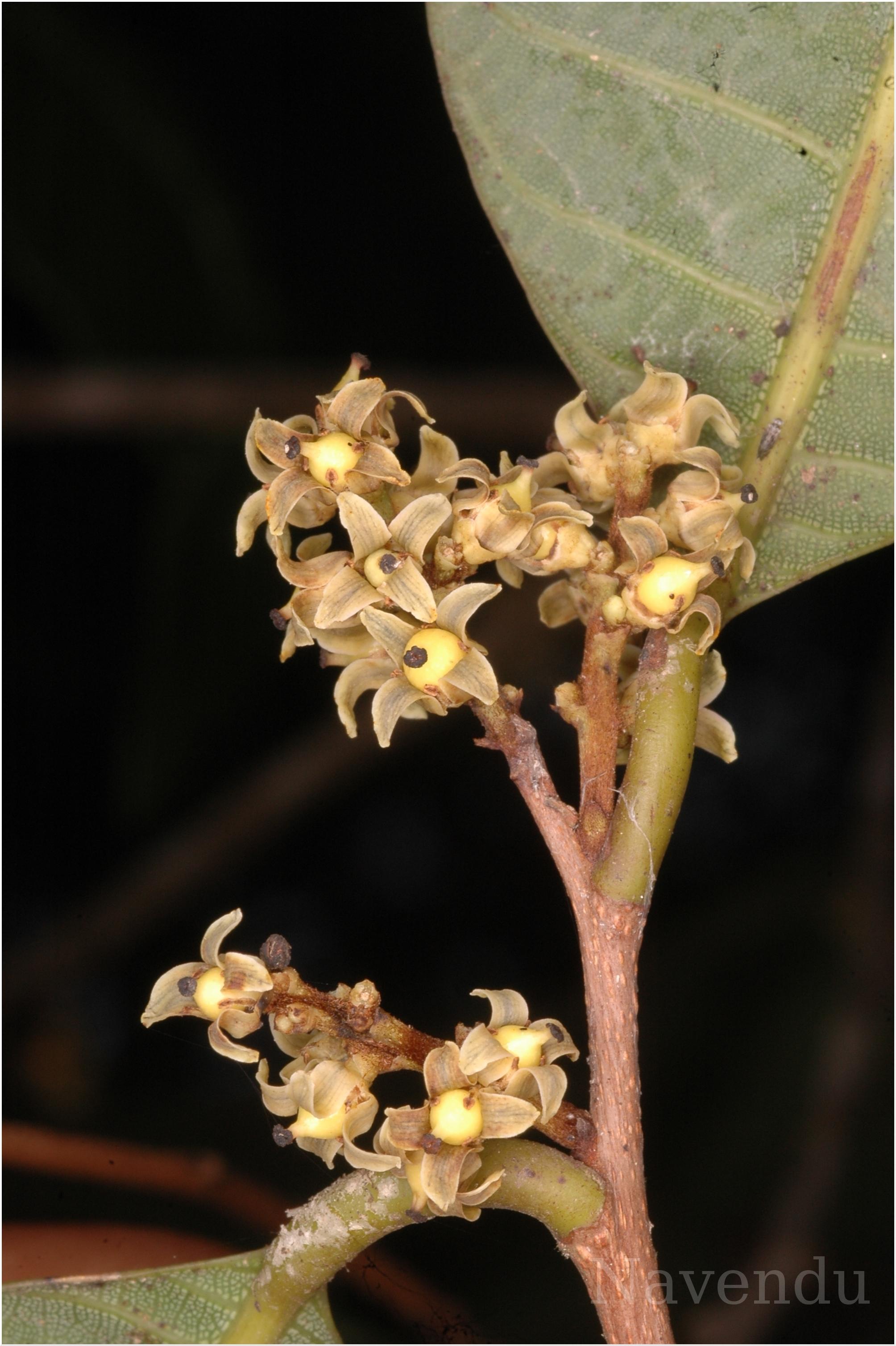 India Flora Online