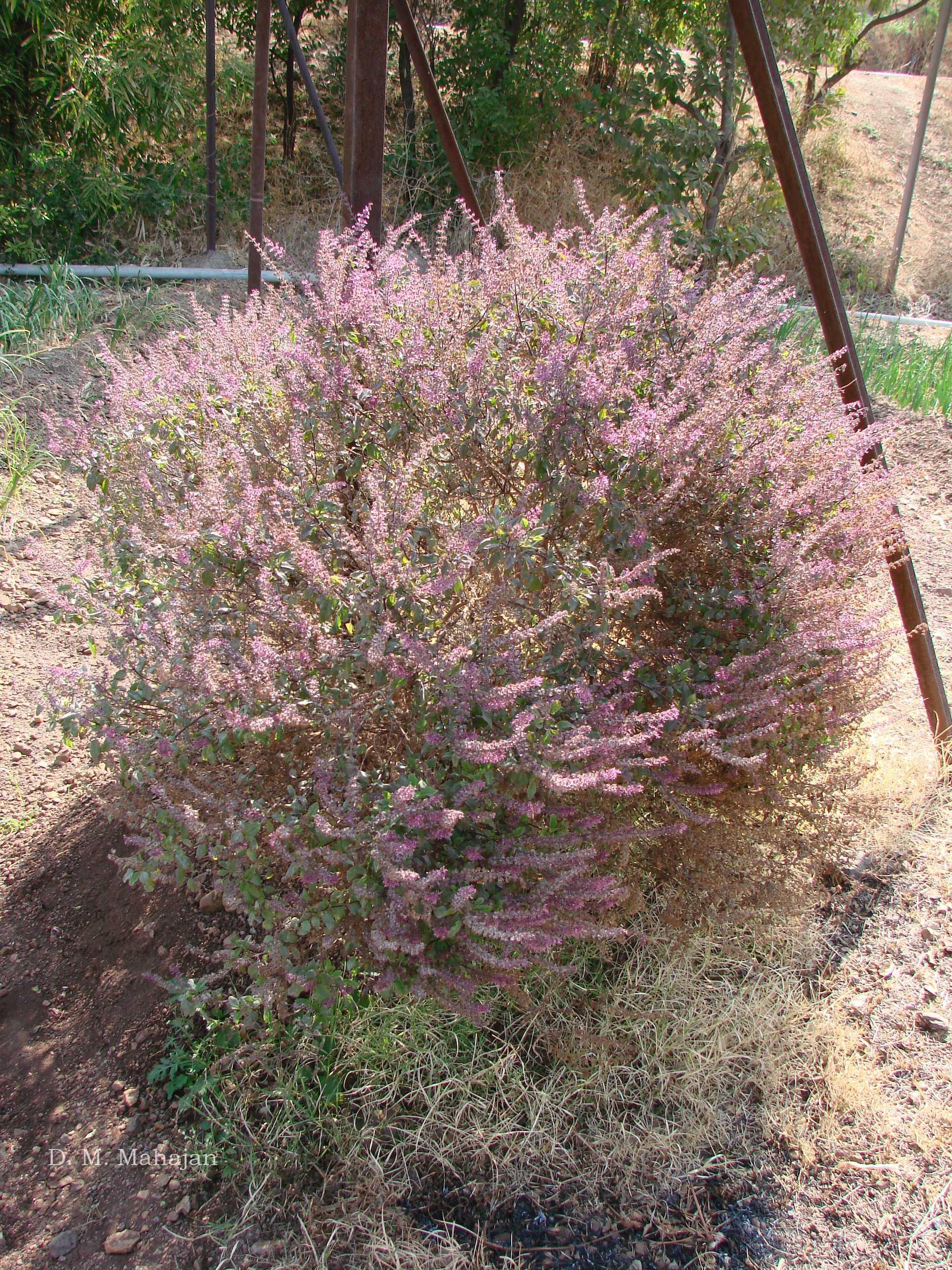 India Flora Online