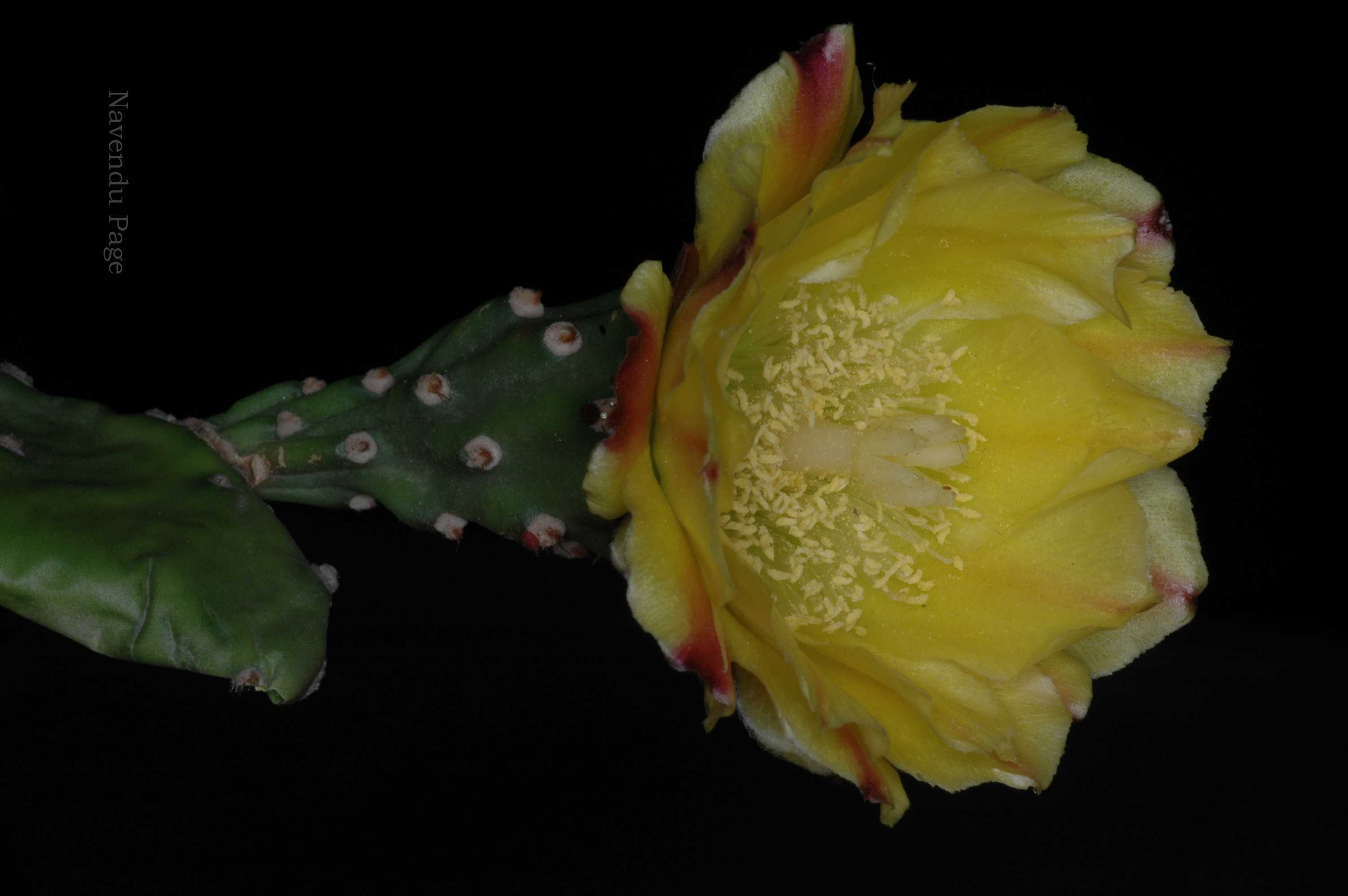 India Flora Online