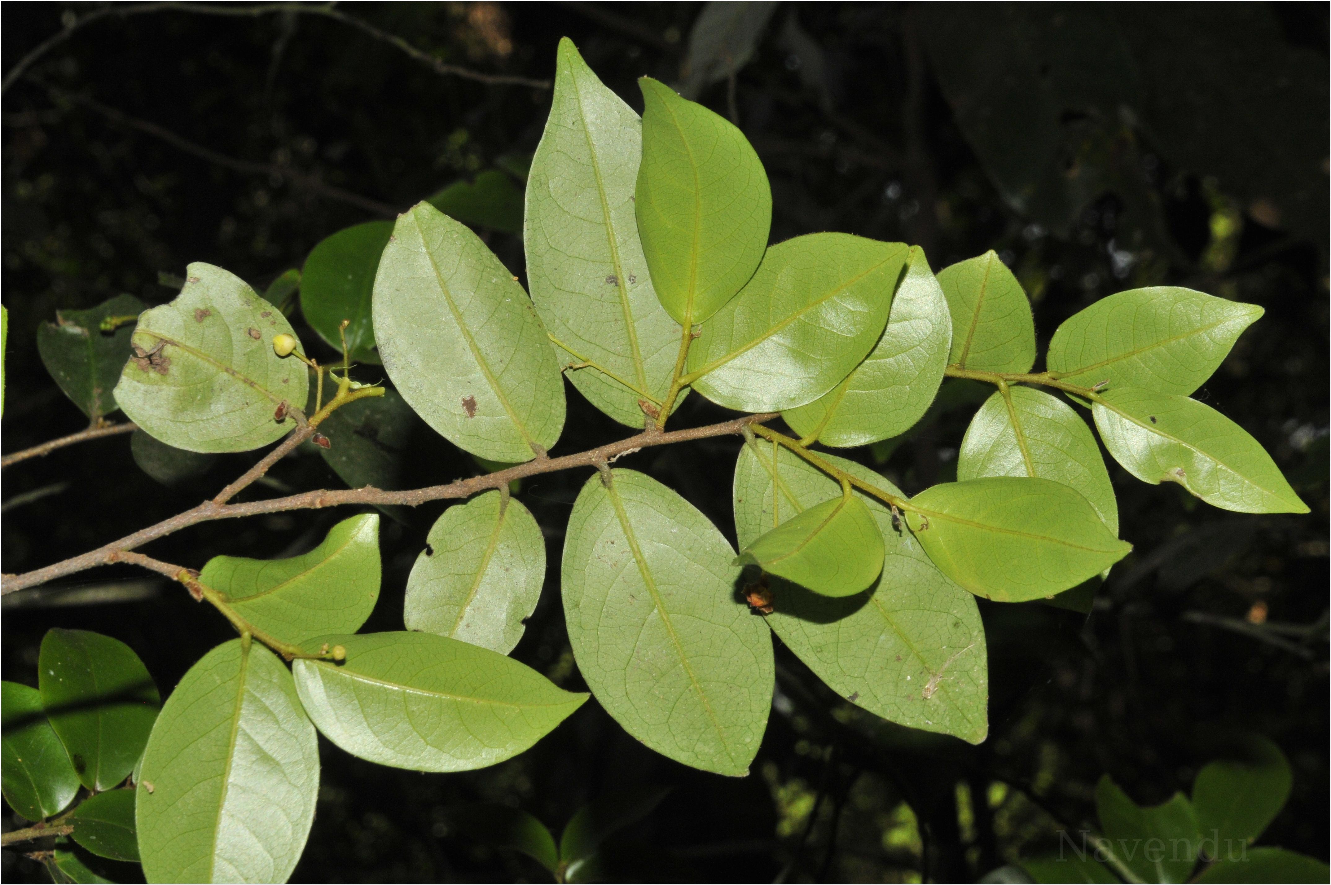 India Flora Online