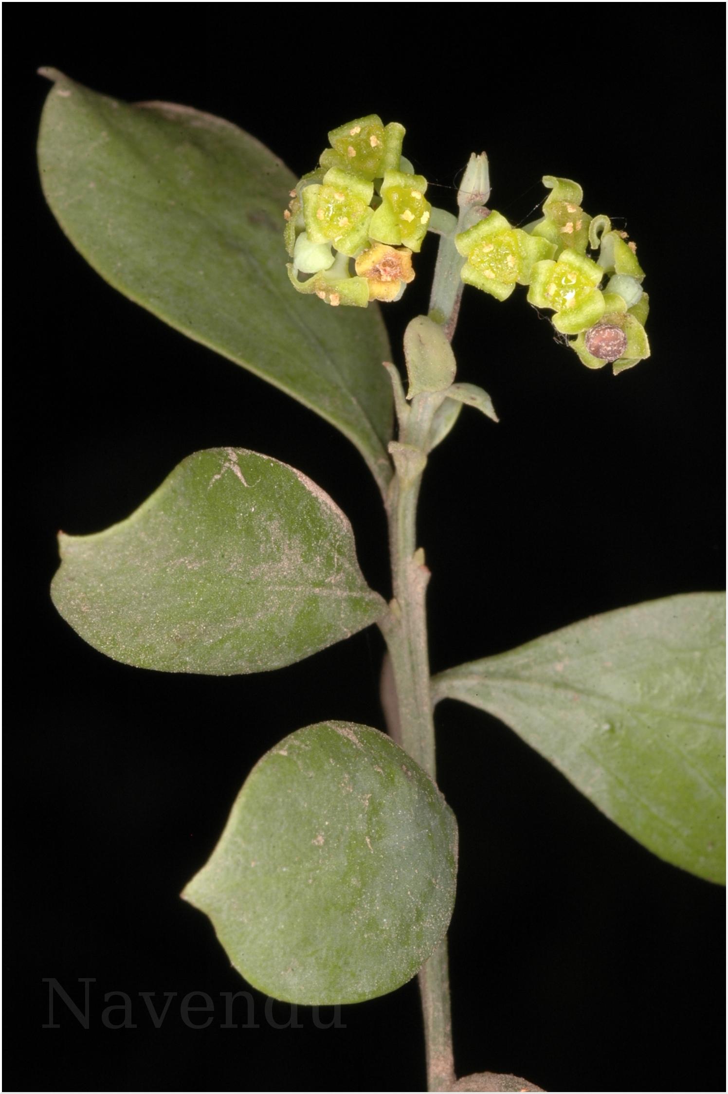 India Flora Online