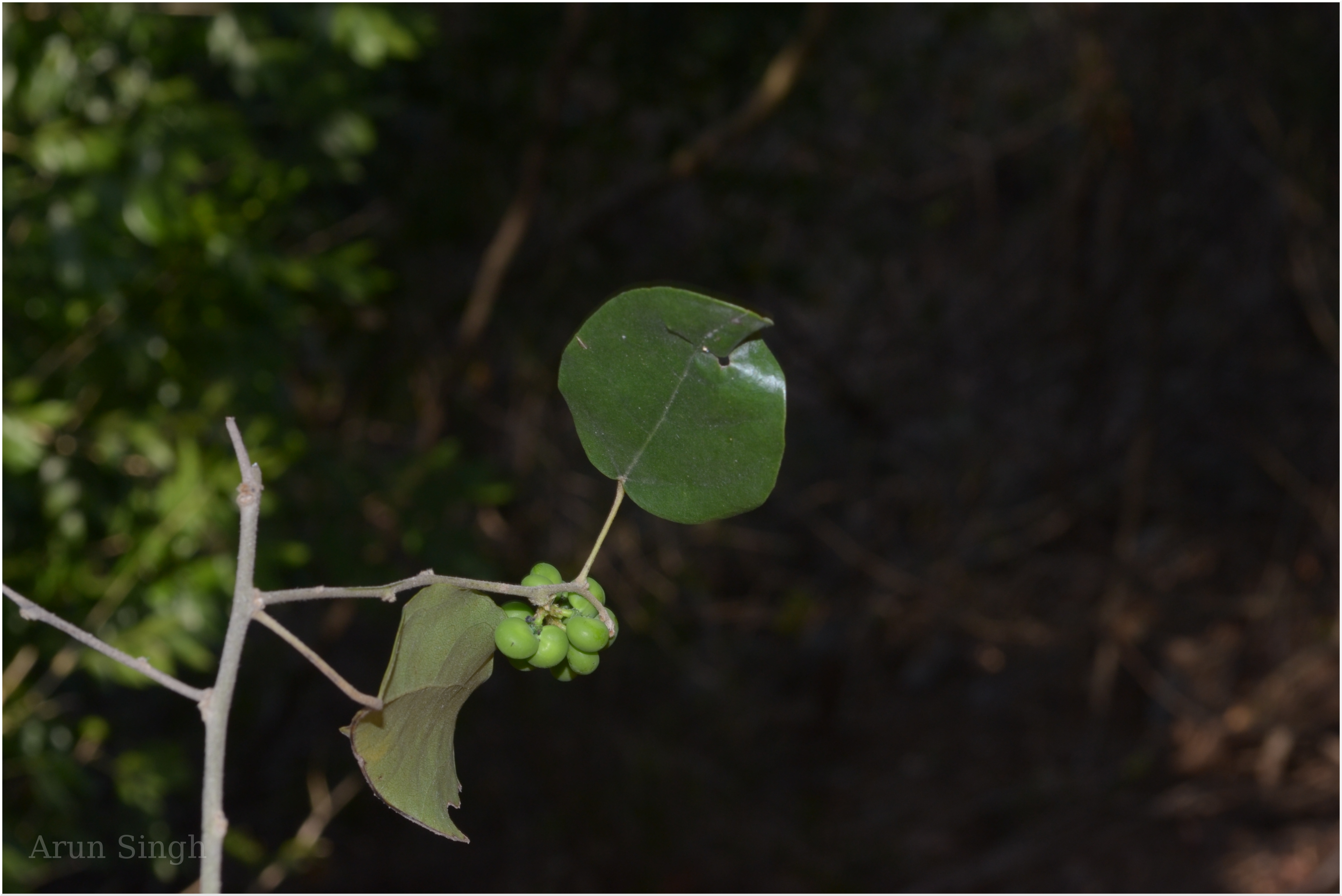 Pathagi Tree India Flora Online