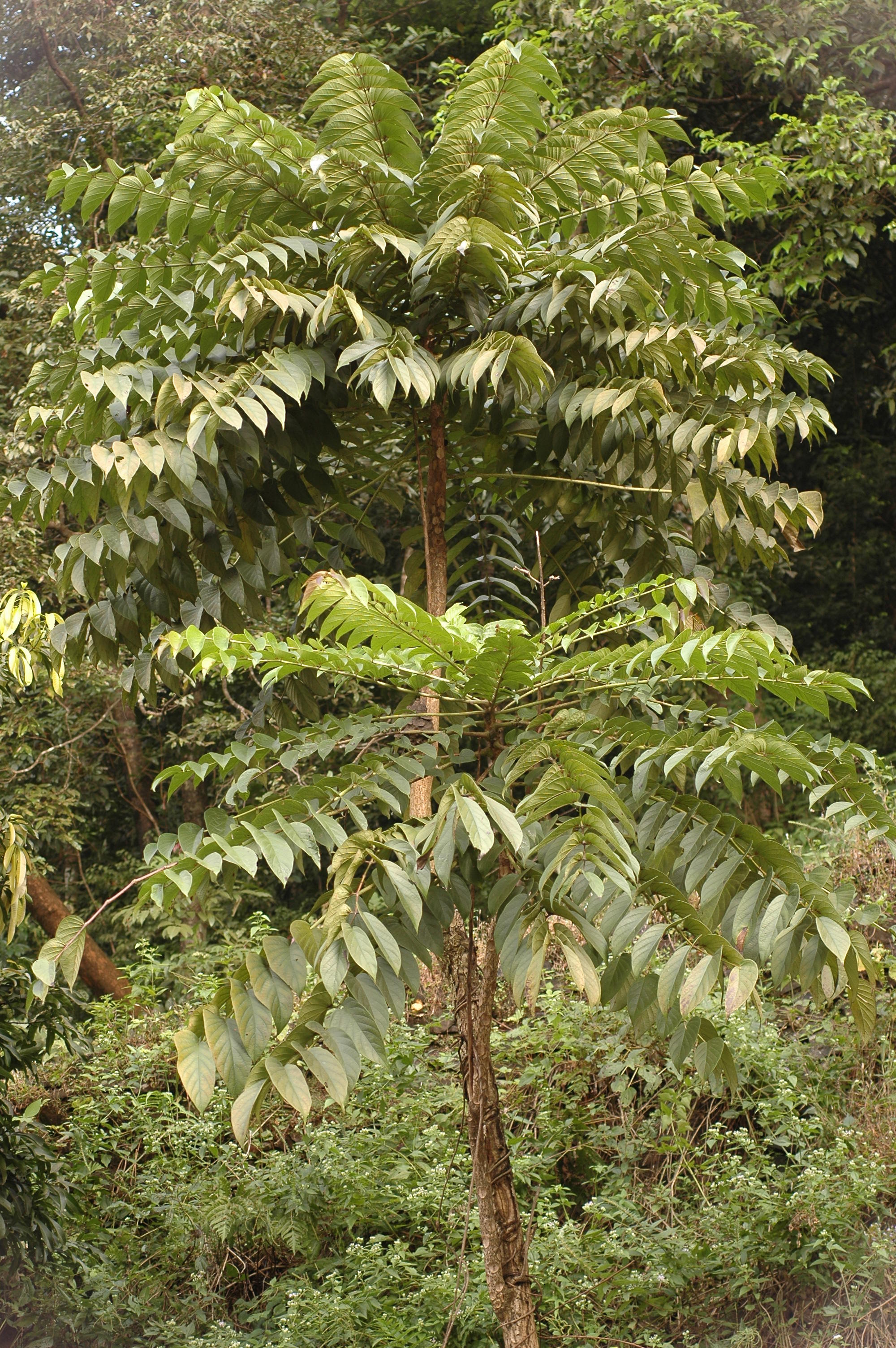 India Flora Online