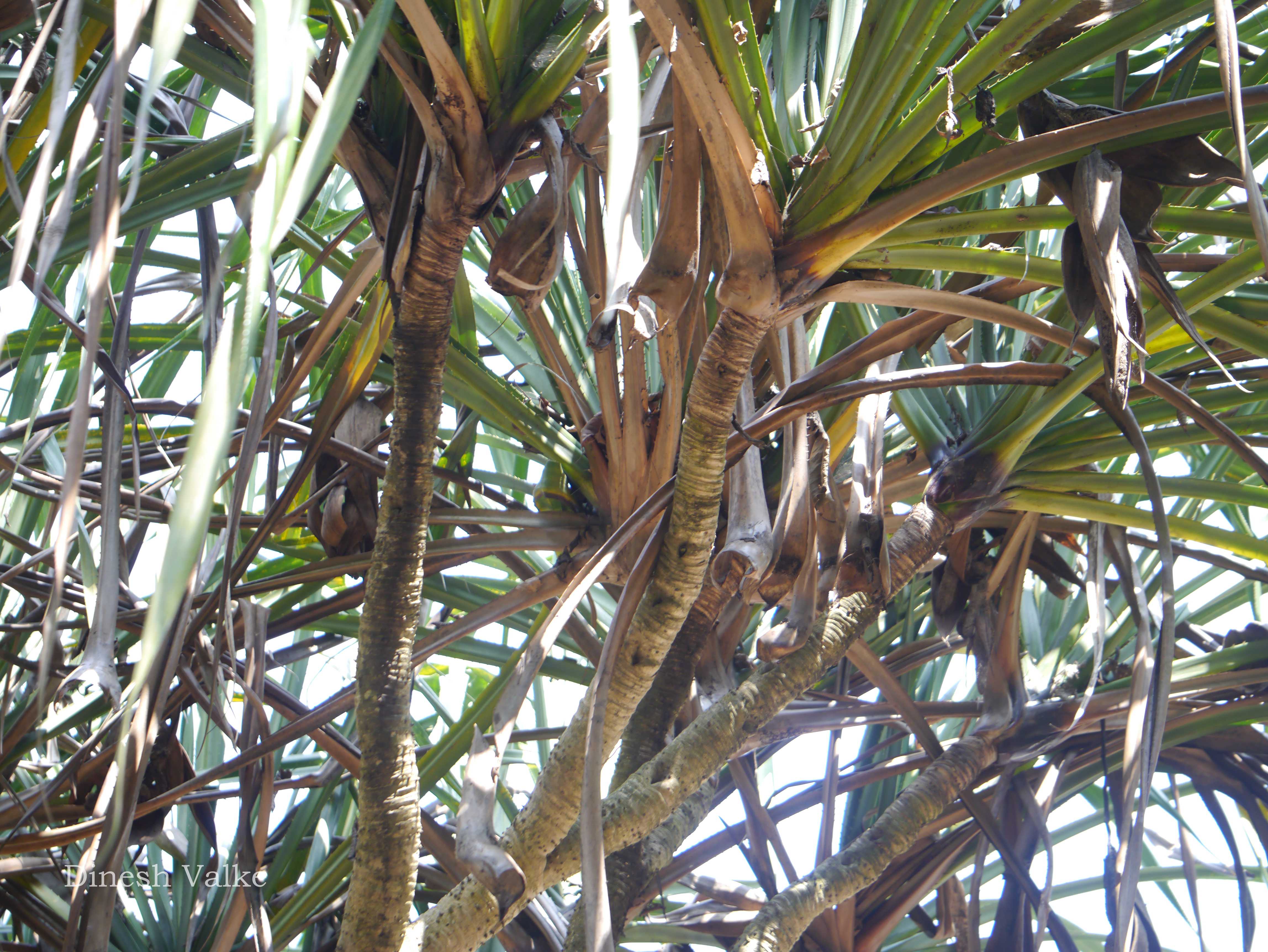 India Flora Online