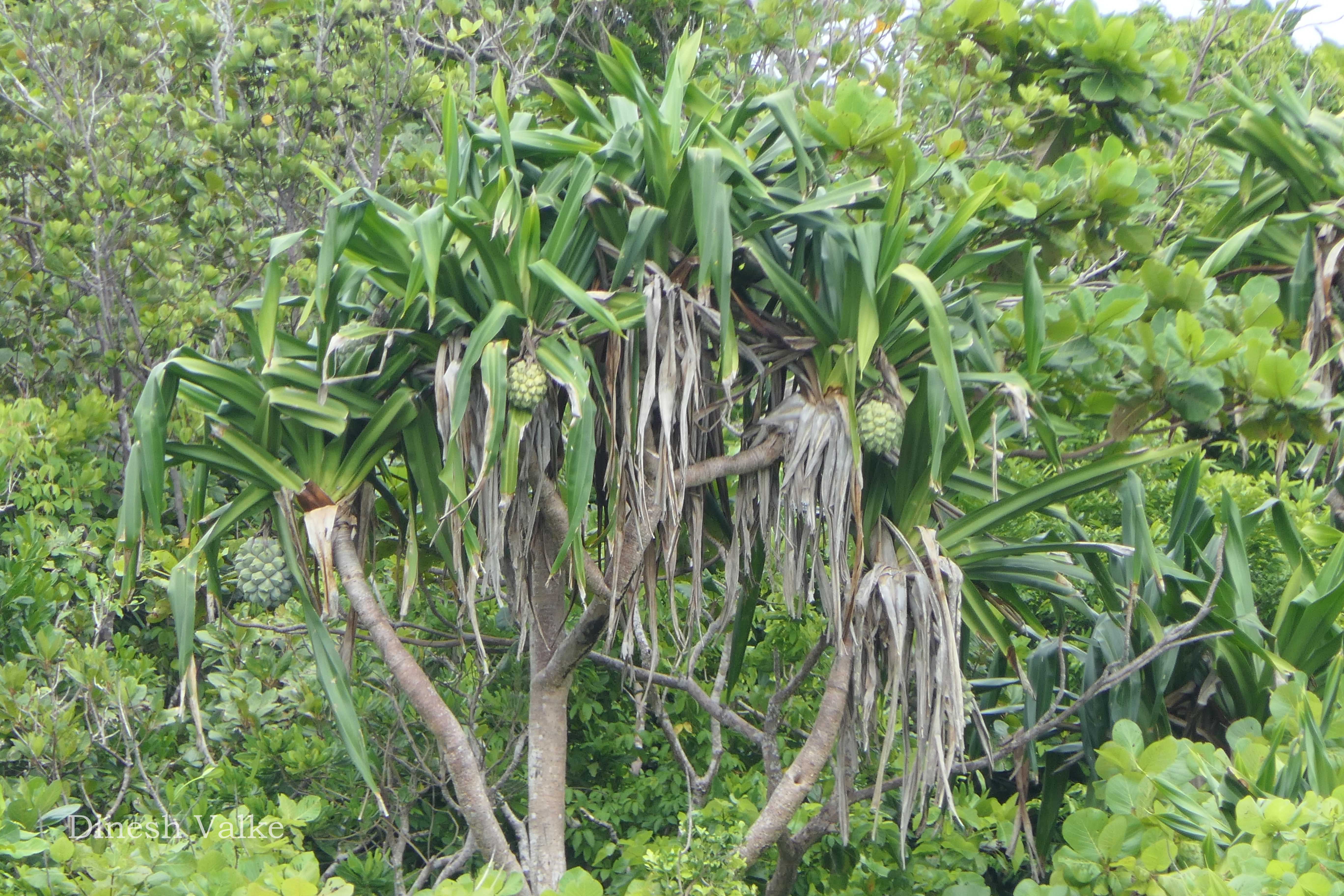 India Flora Online