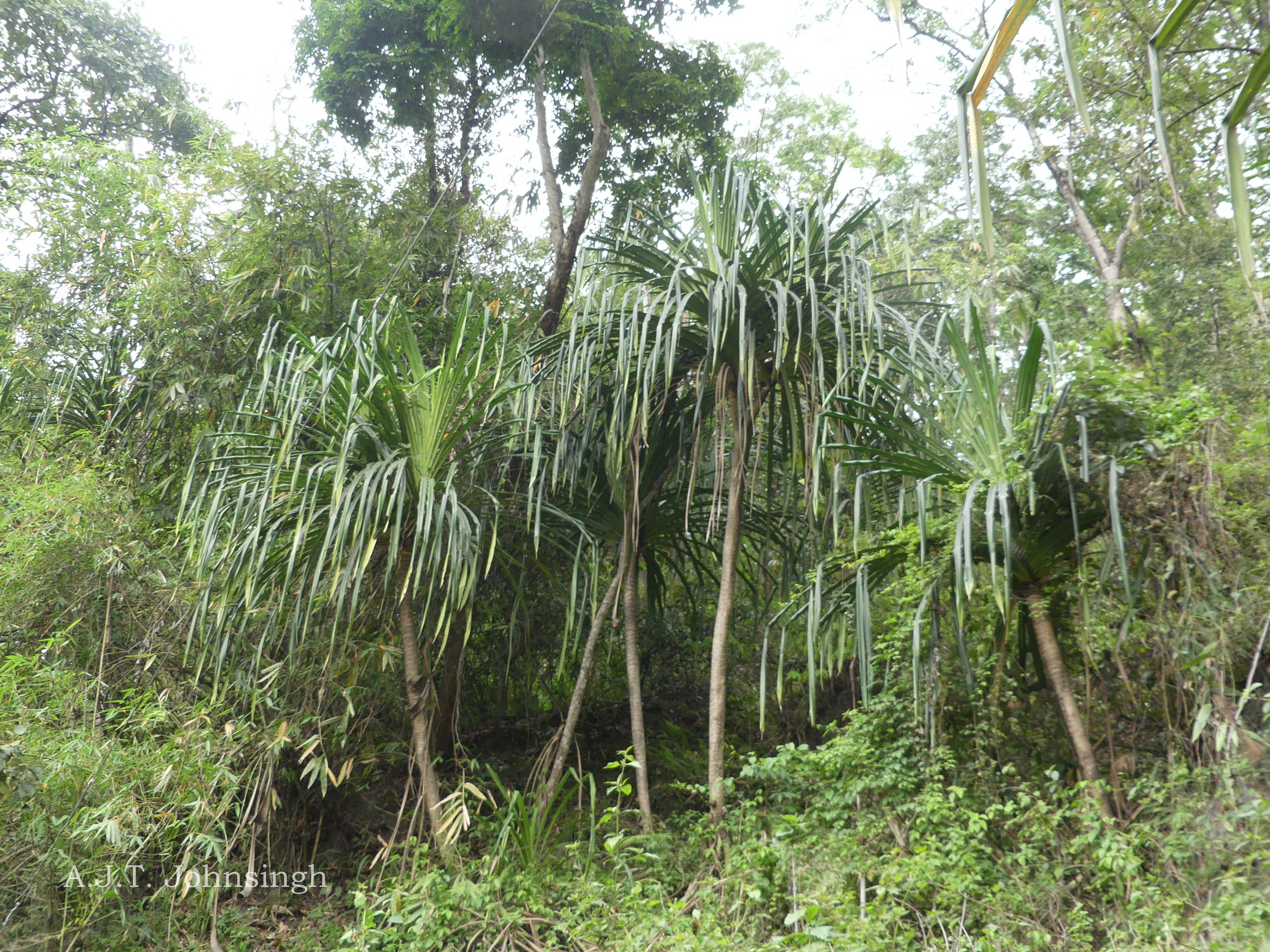 India Flora Online