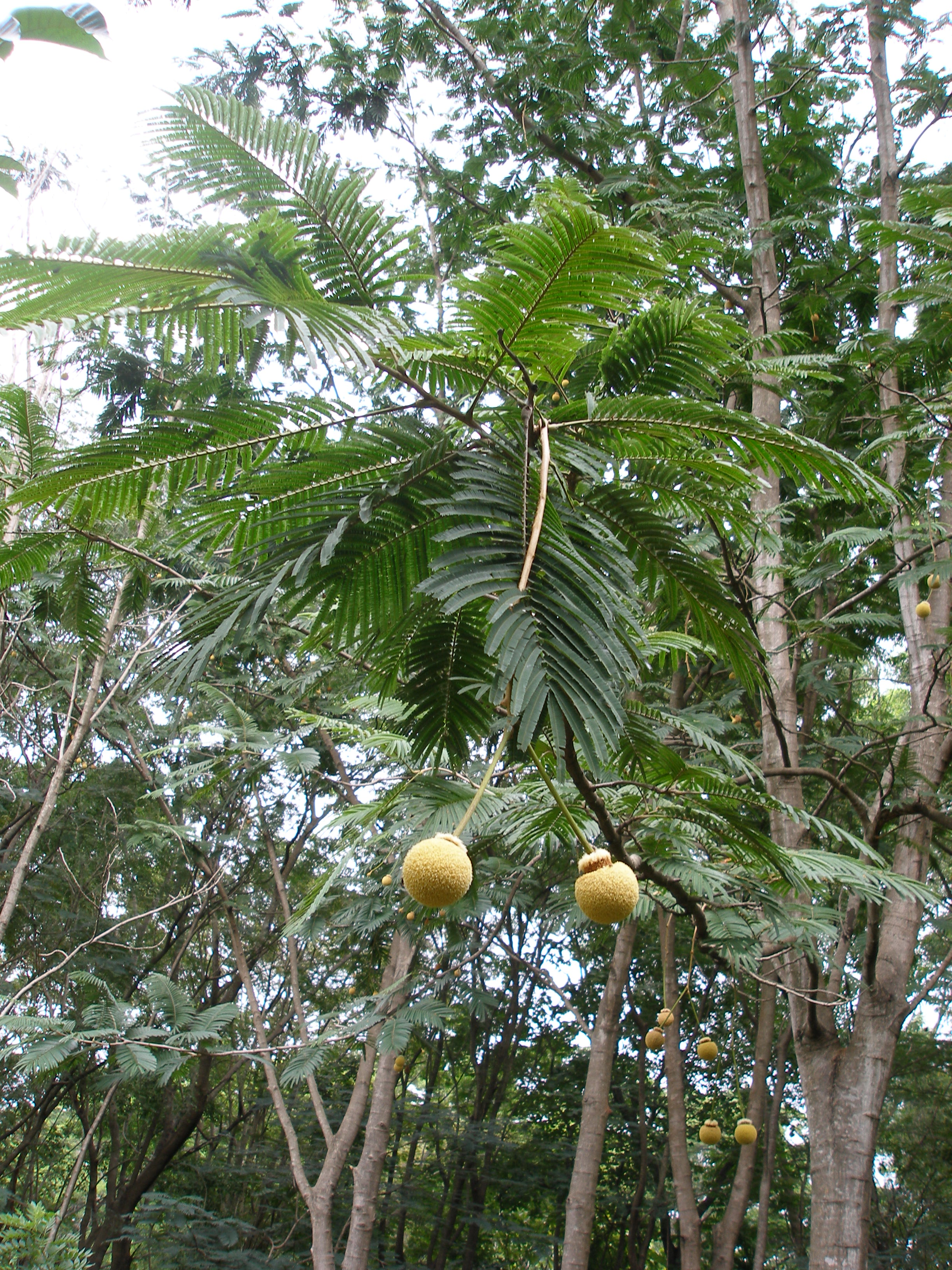 India Flora Online