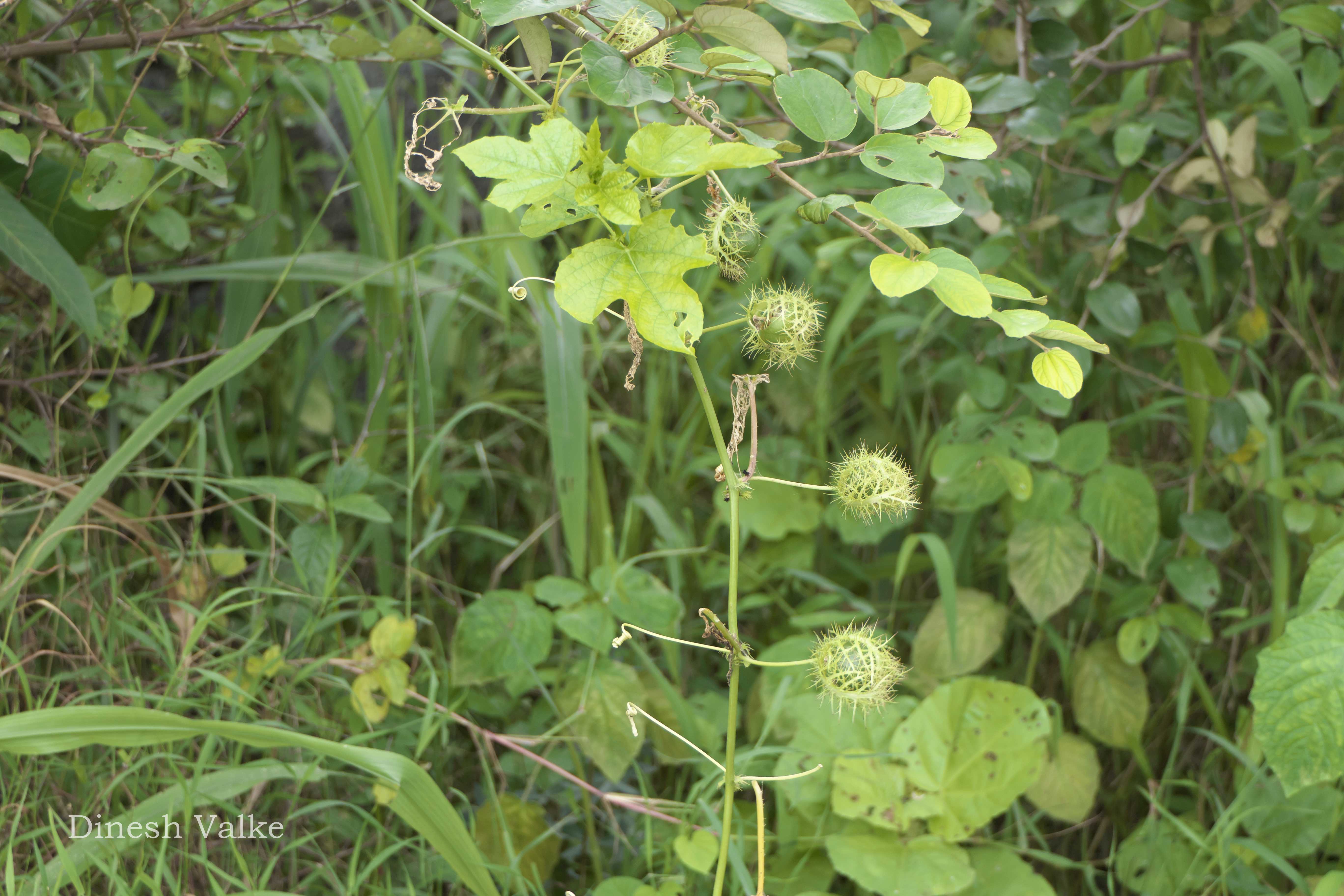 India Flora Online