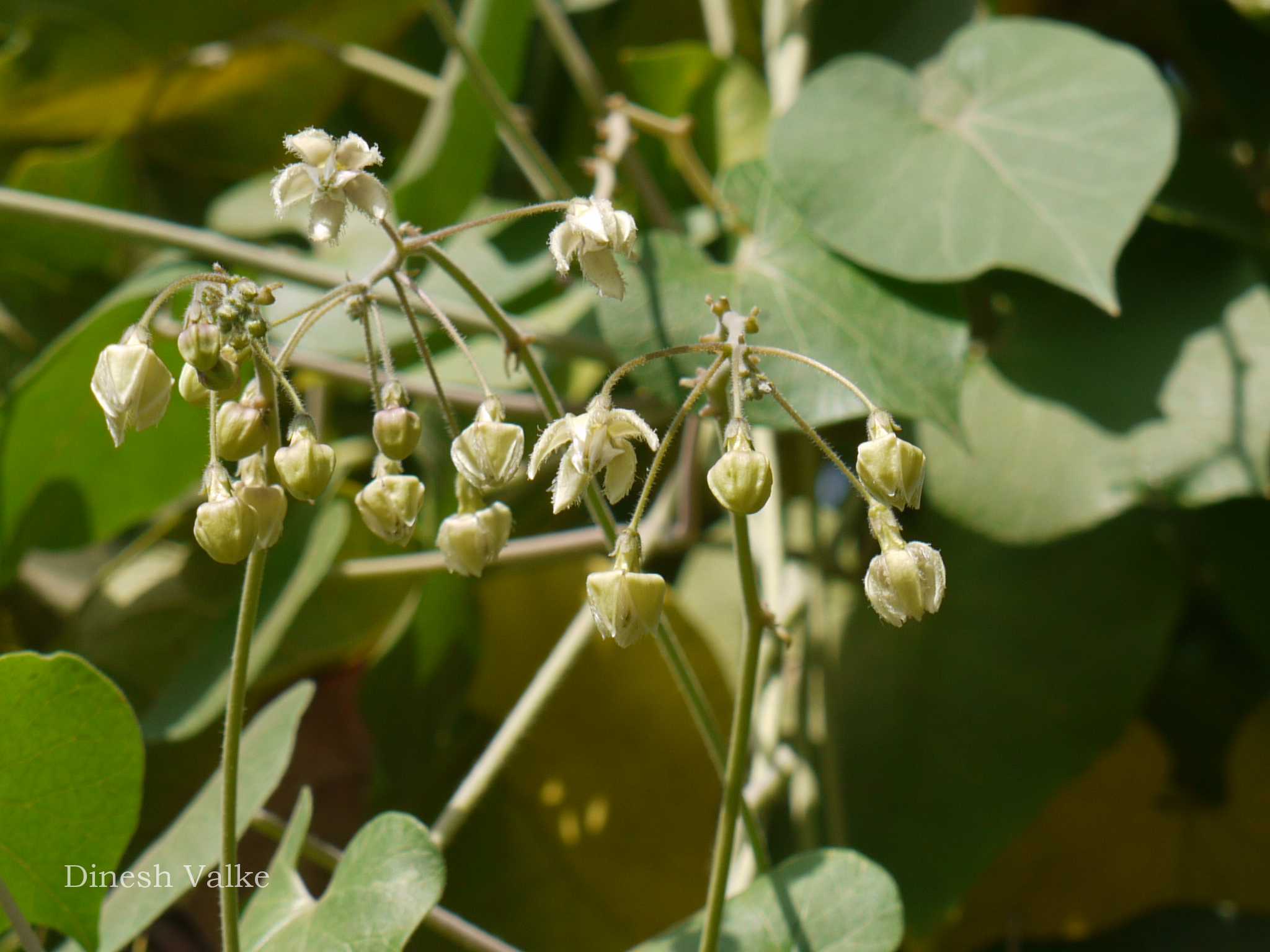 India Flora Online