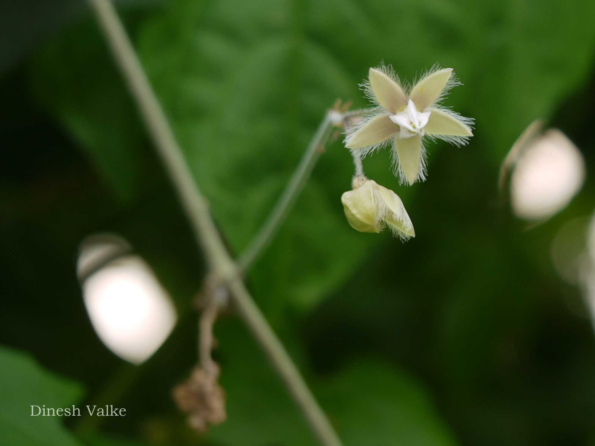 India Flora Online