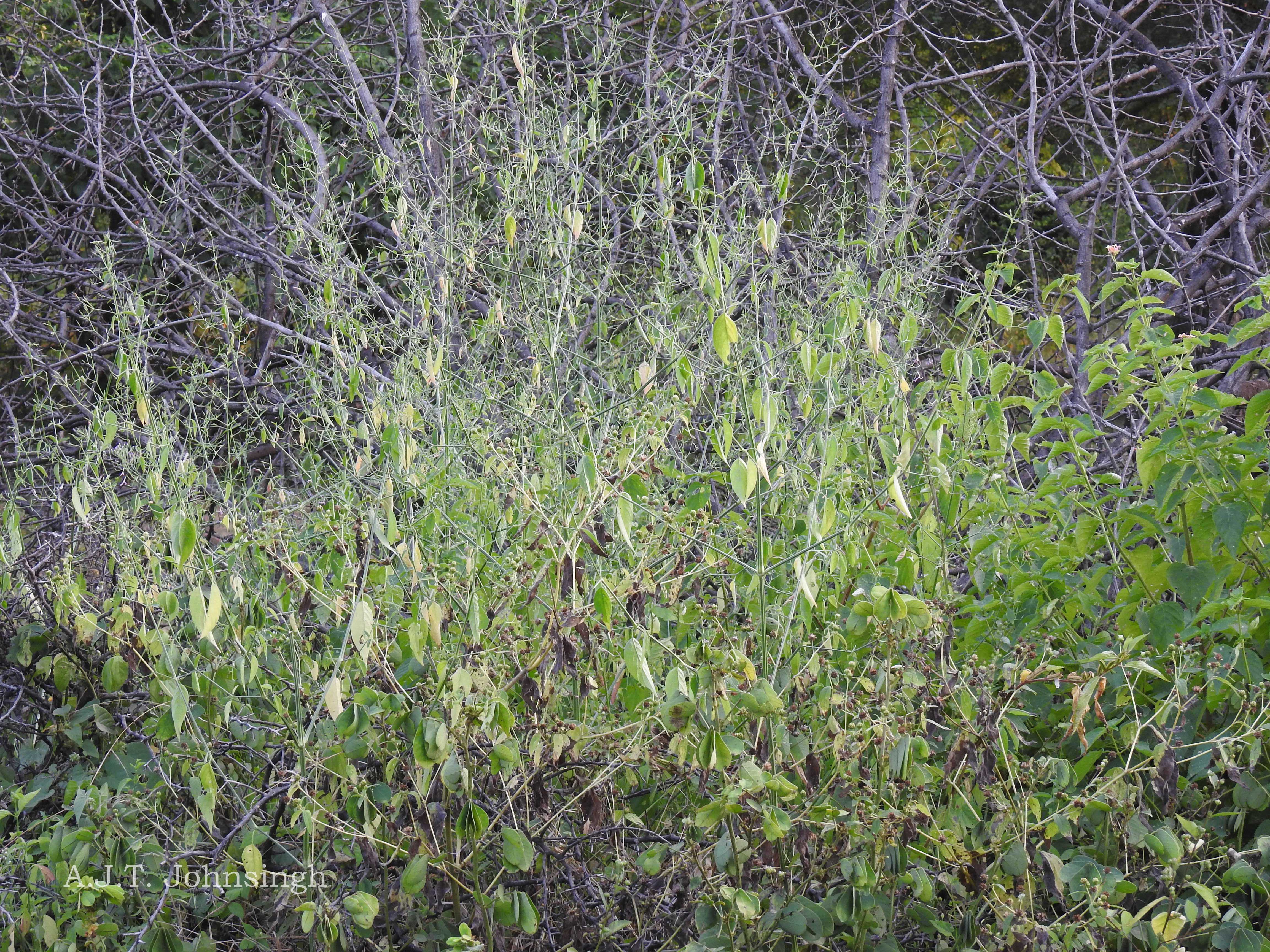 India Flora Online