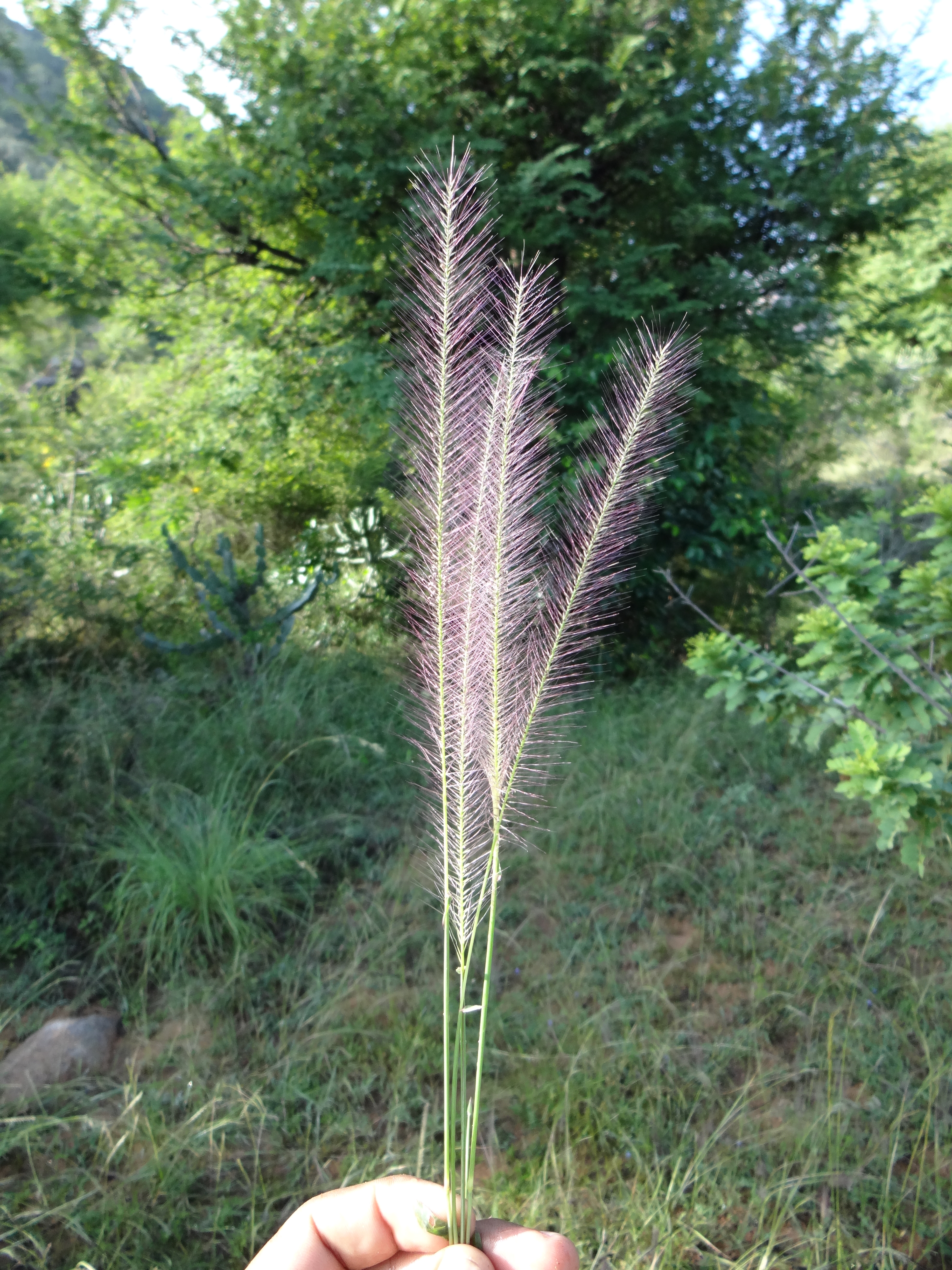 India Flora Online