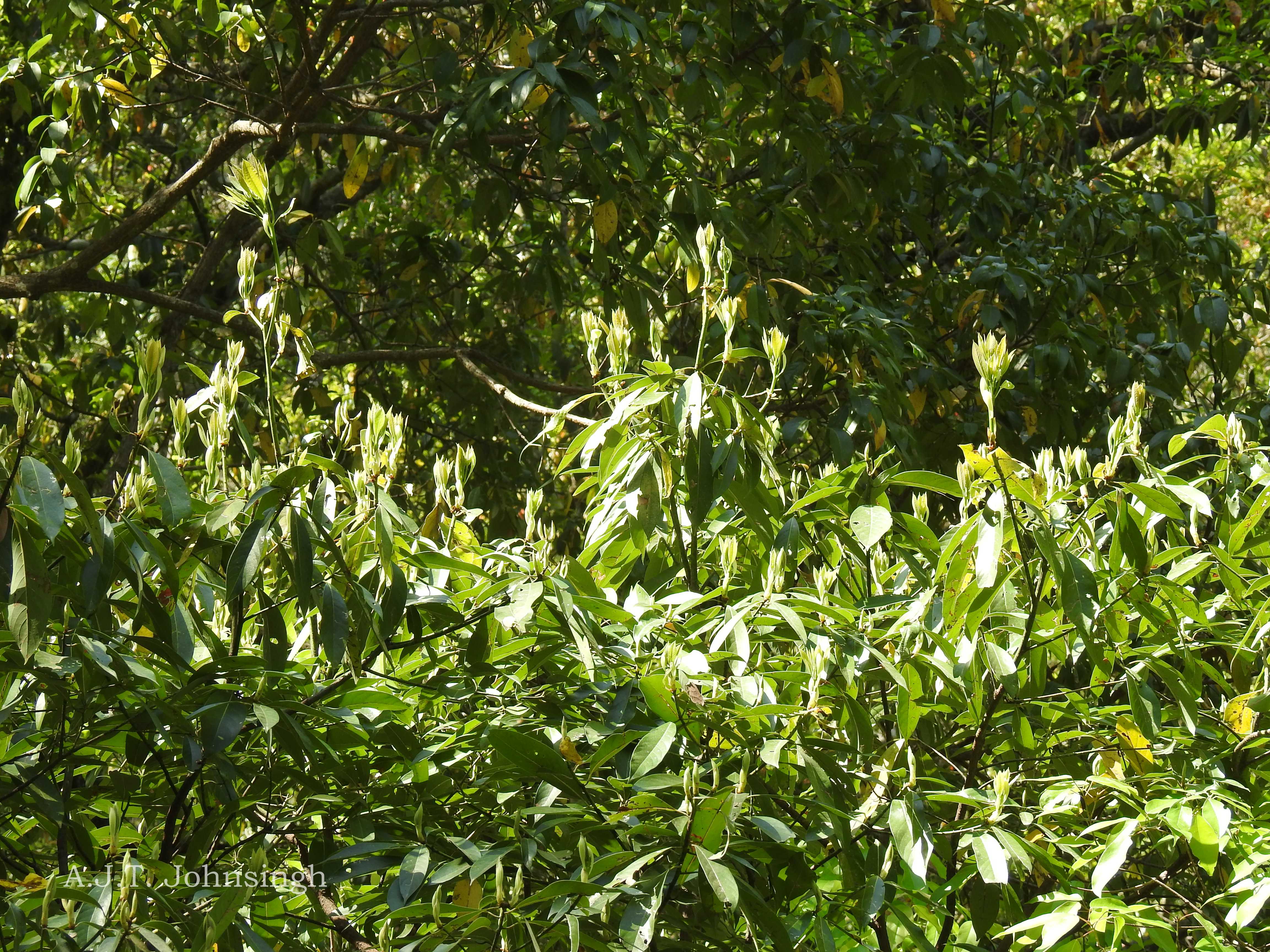 India Flora Online