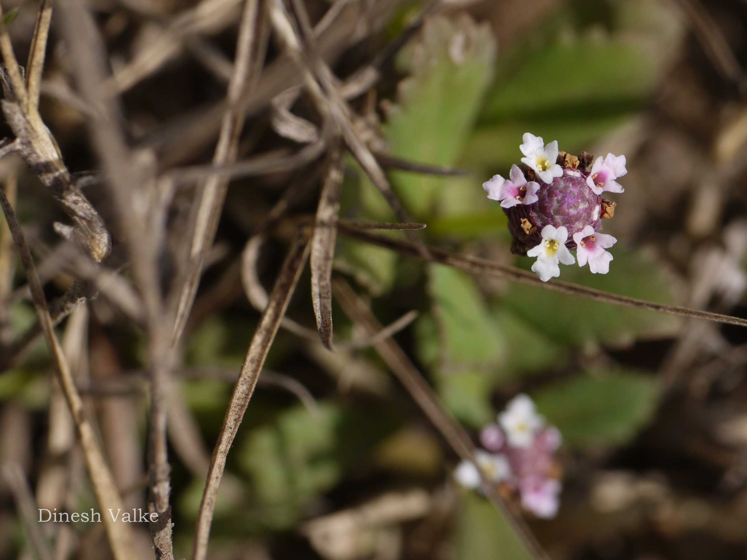India Flora Online