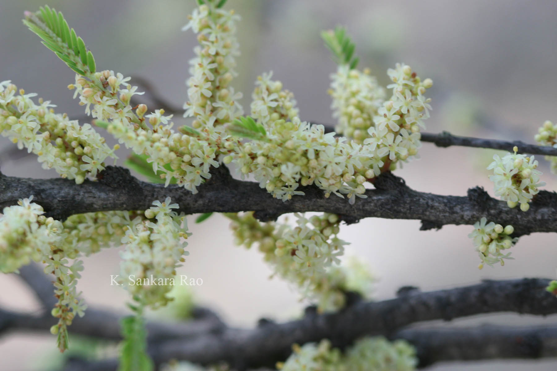 India Flora Online