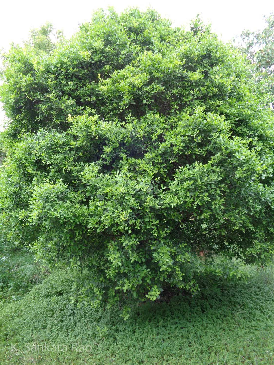 India Flora Online