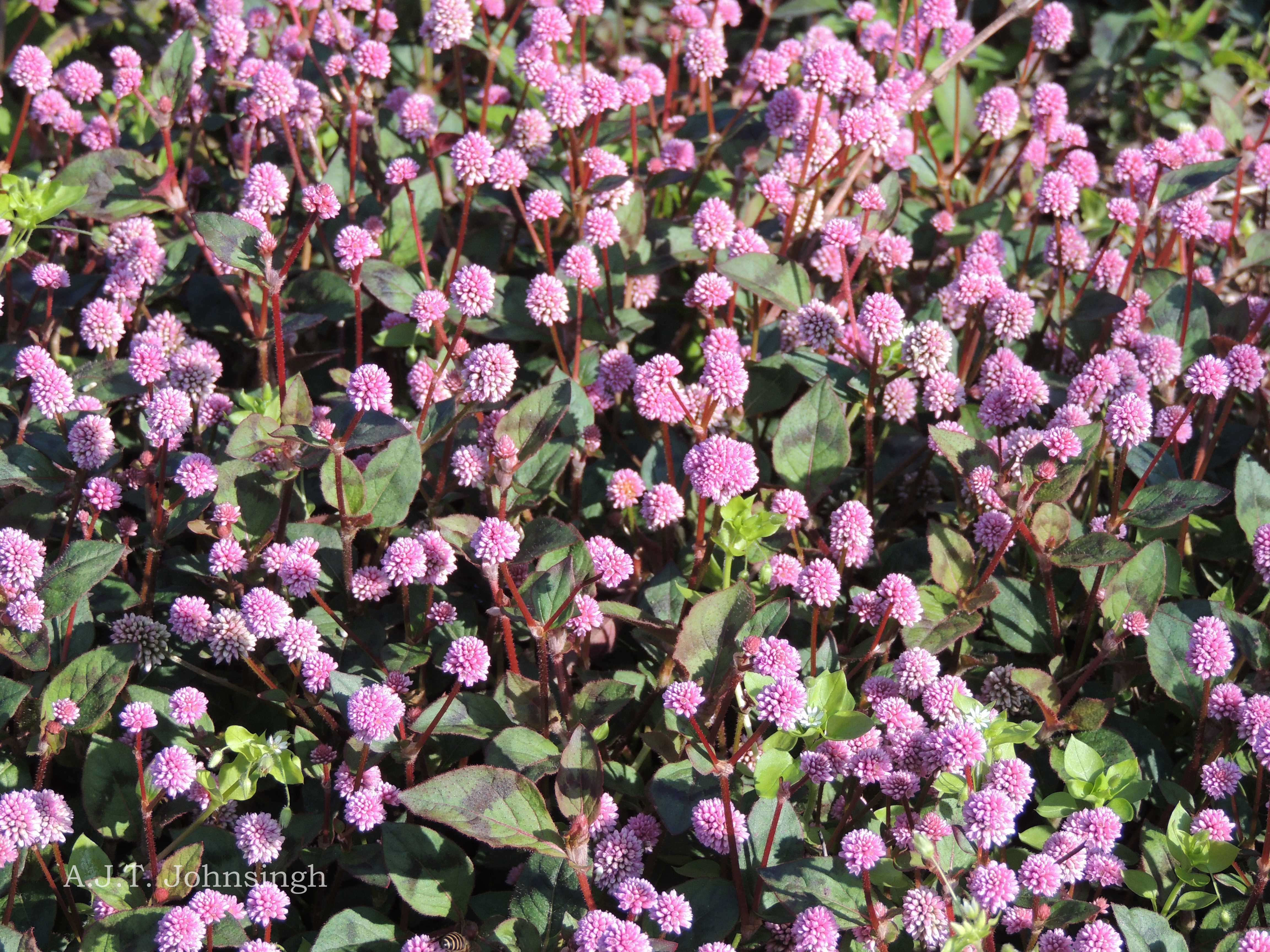 India Flora Online