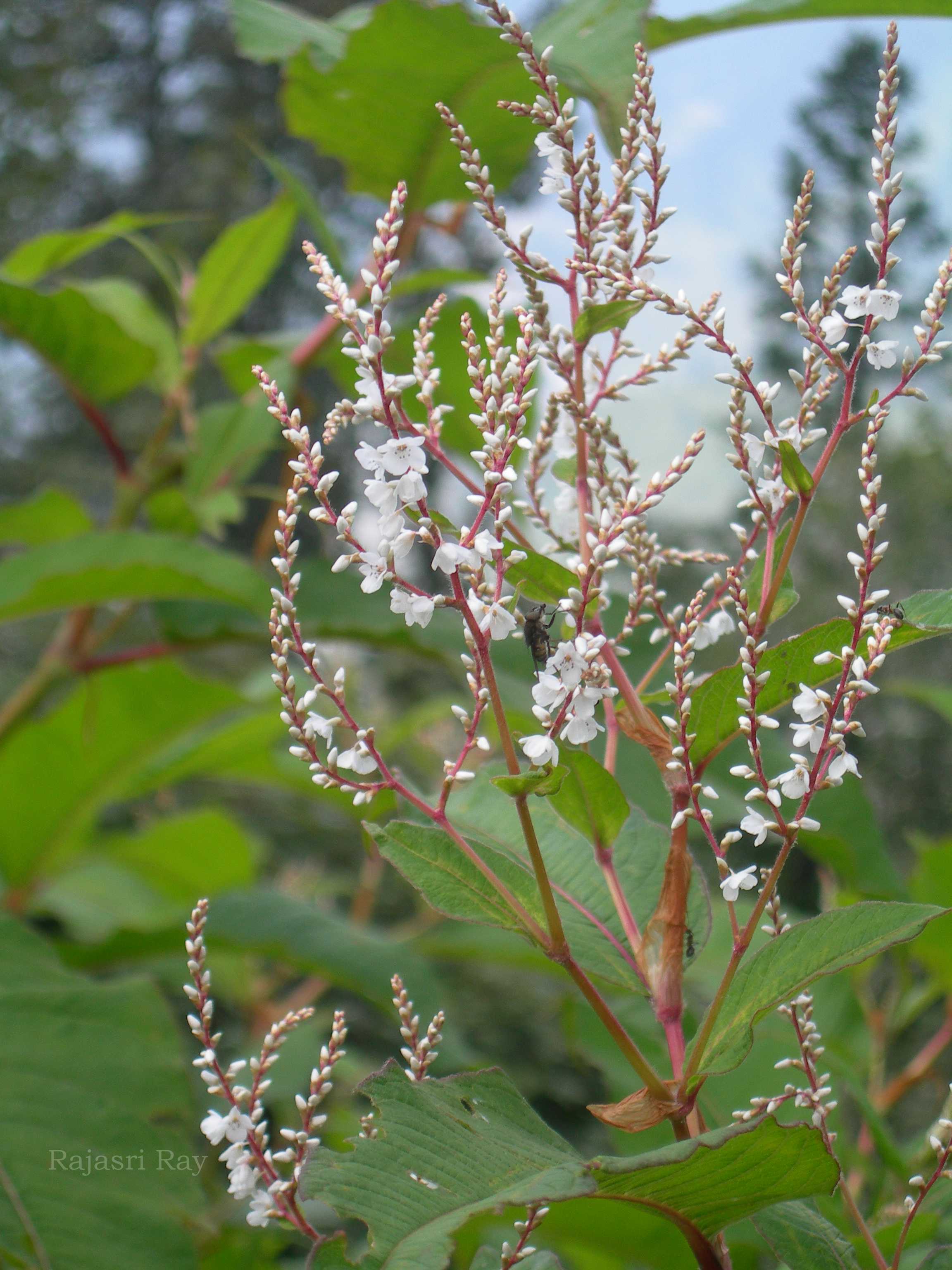 India Flora Online