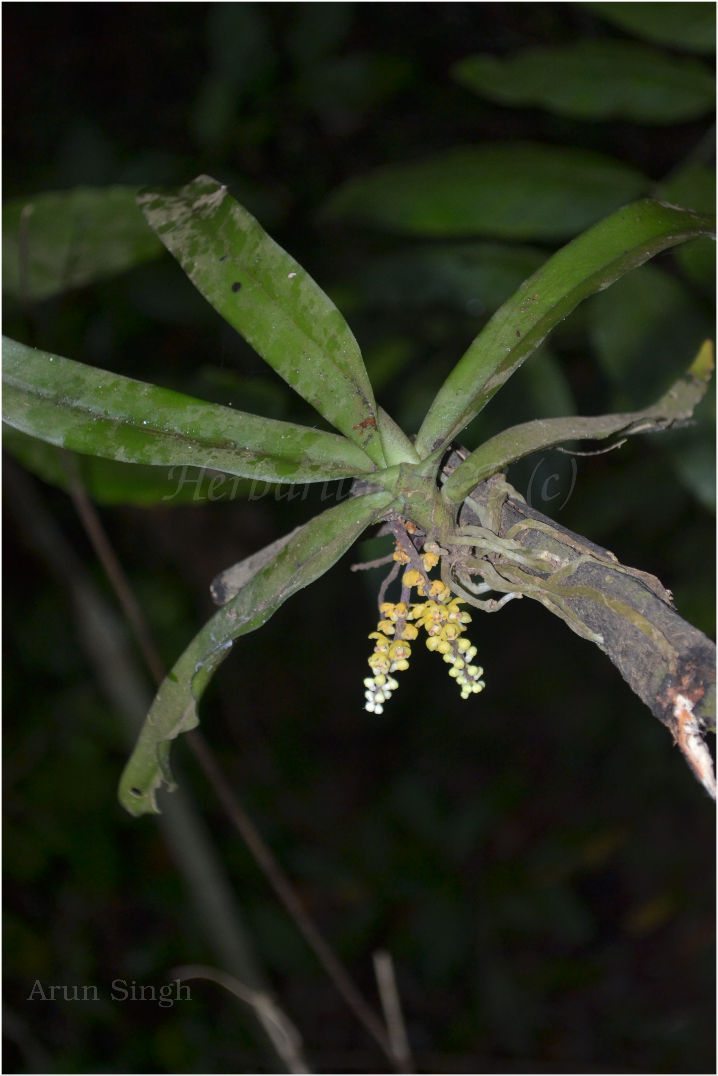 India Flora Online