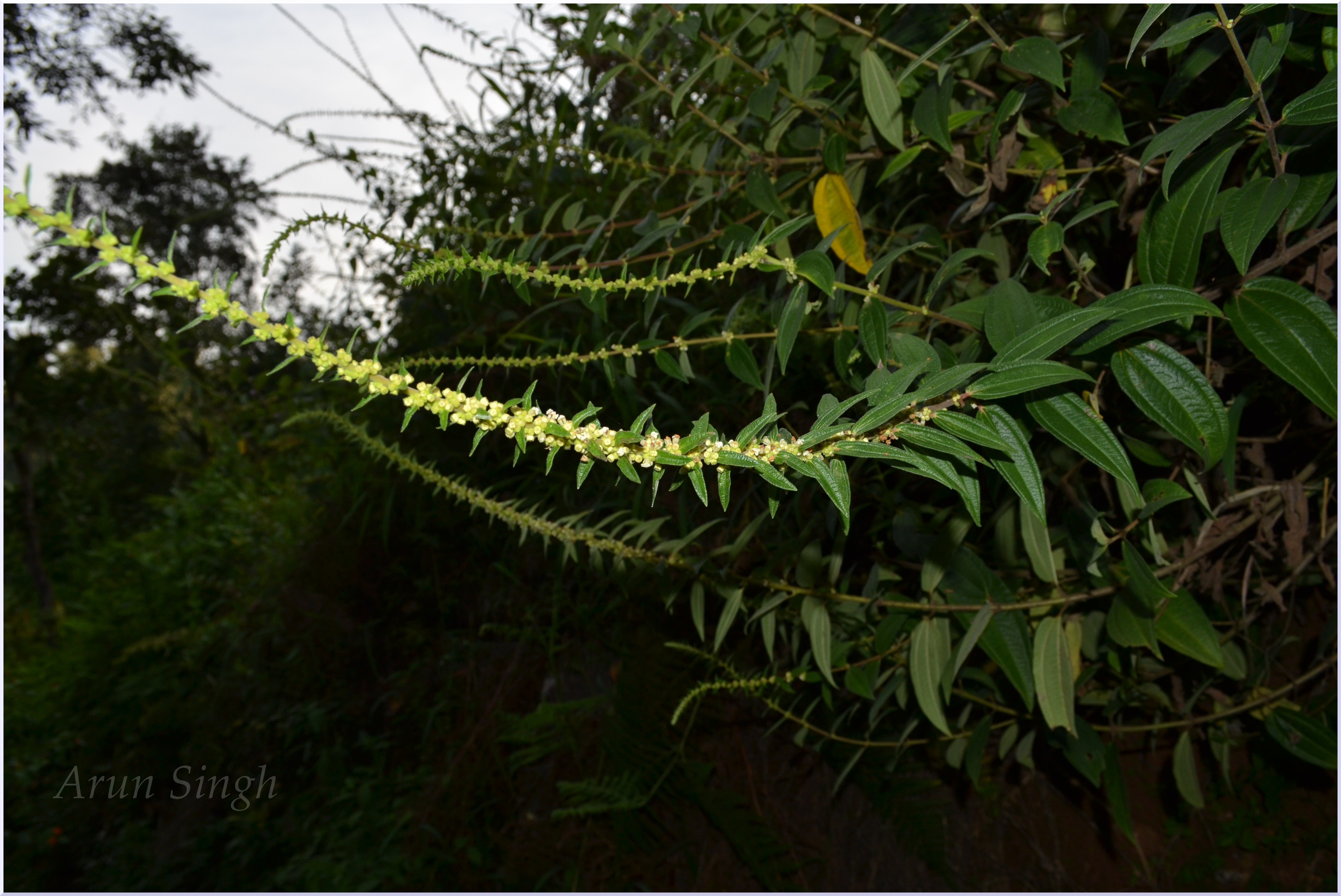 India Flora Online