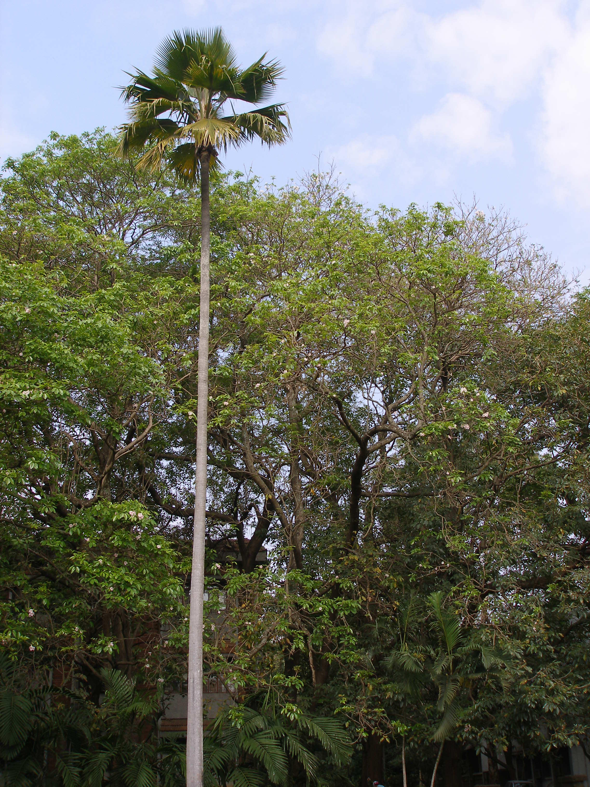 India Flora Online