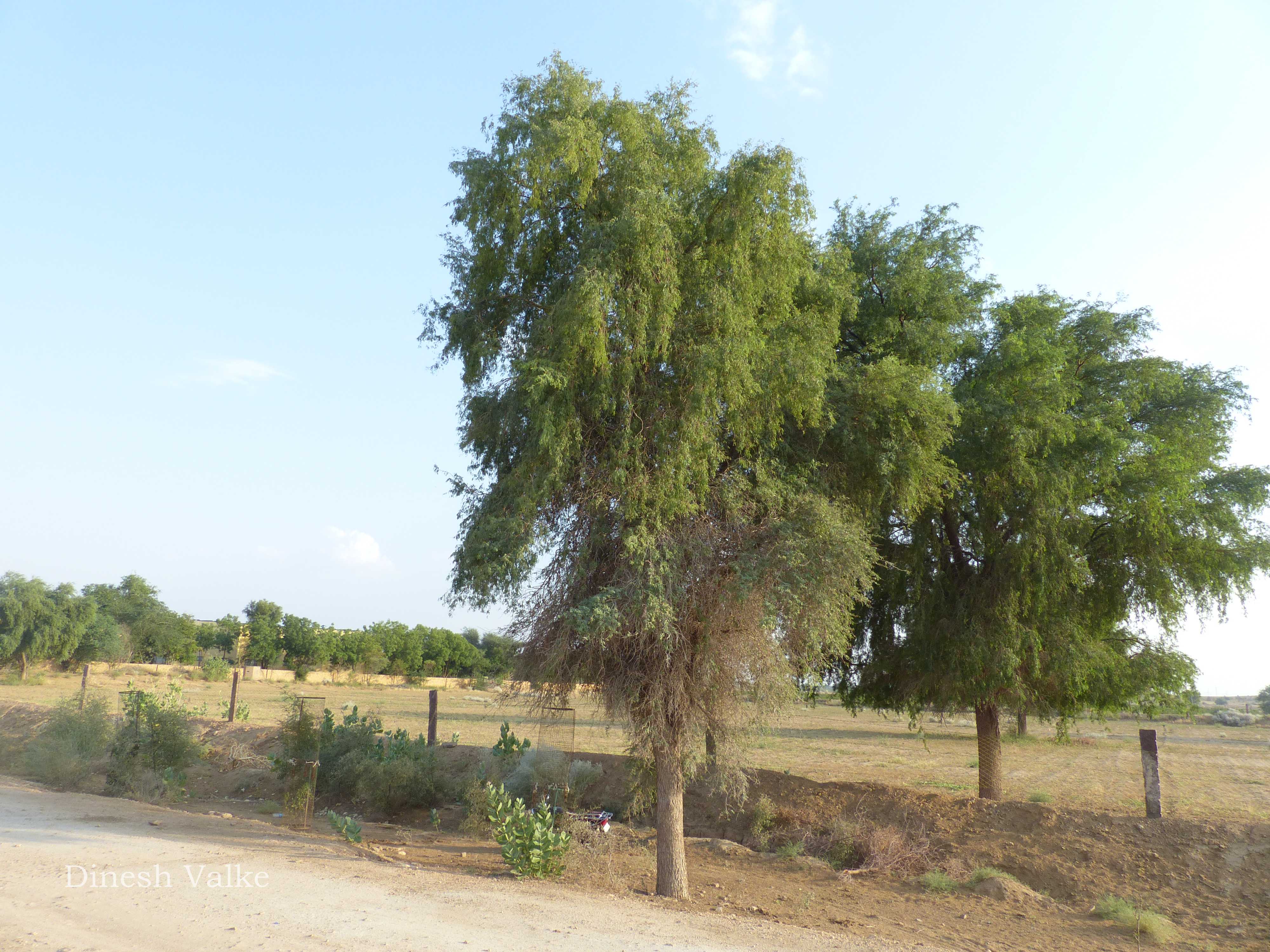 India Flora Online