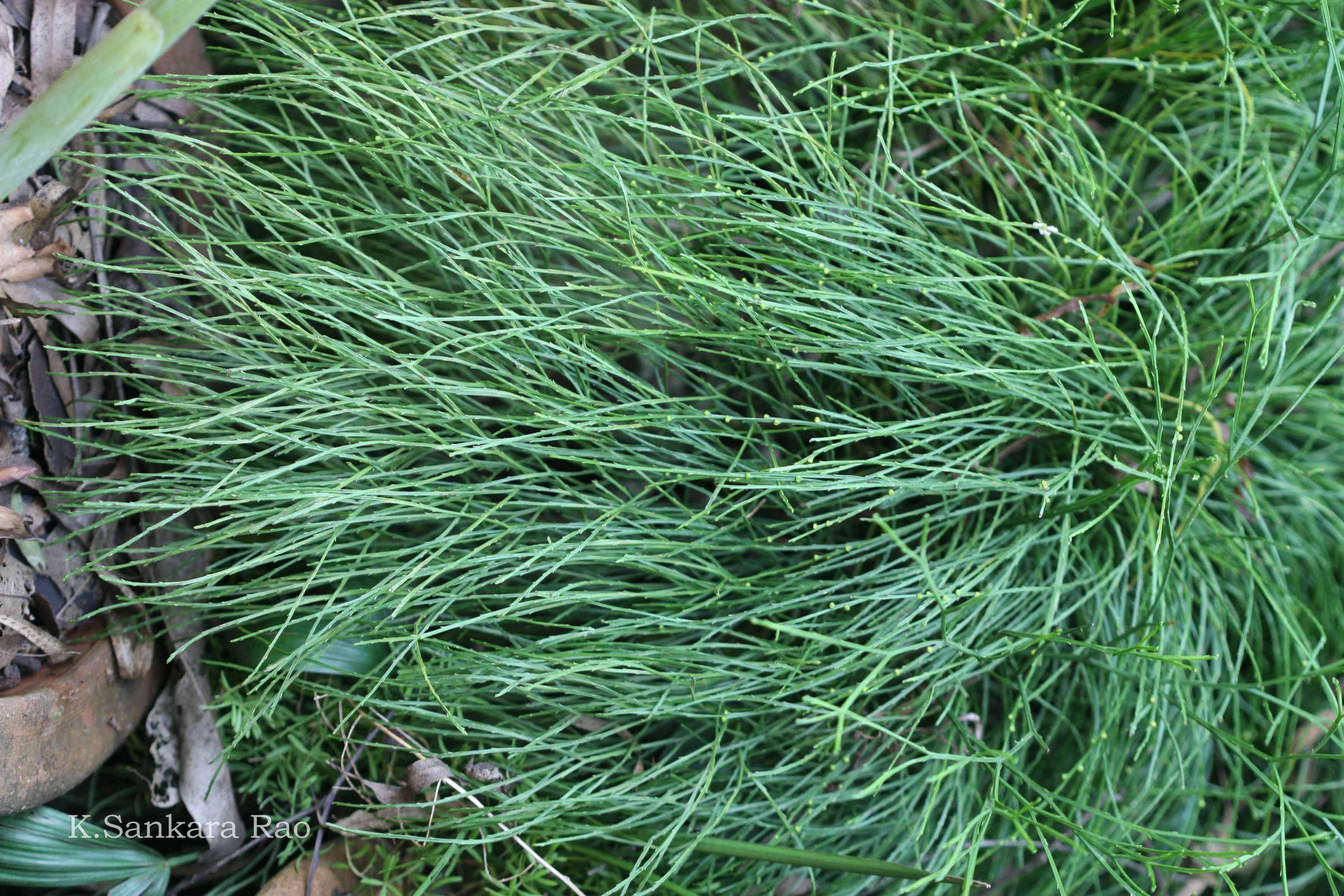 India Flora Online