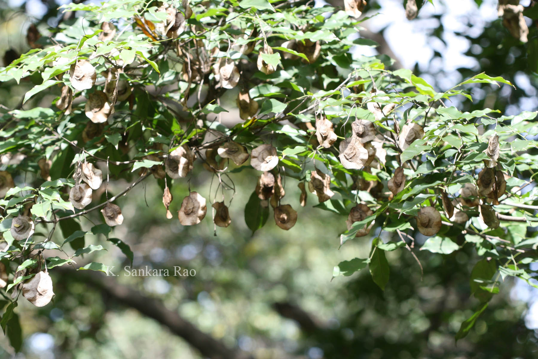 India Flora Online