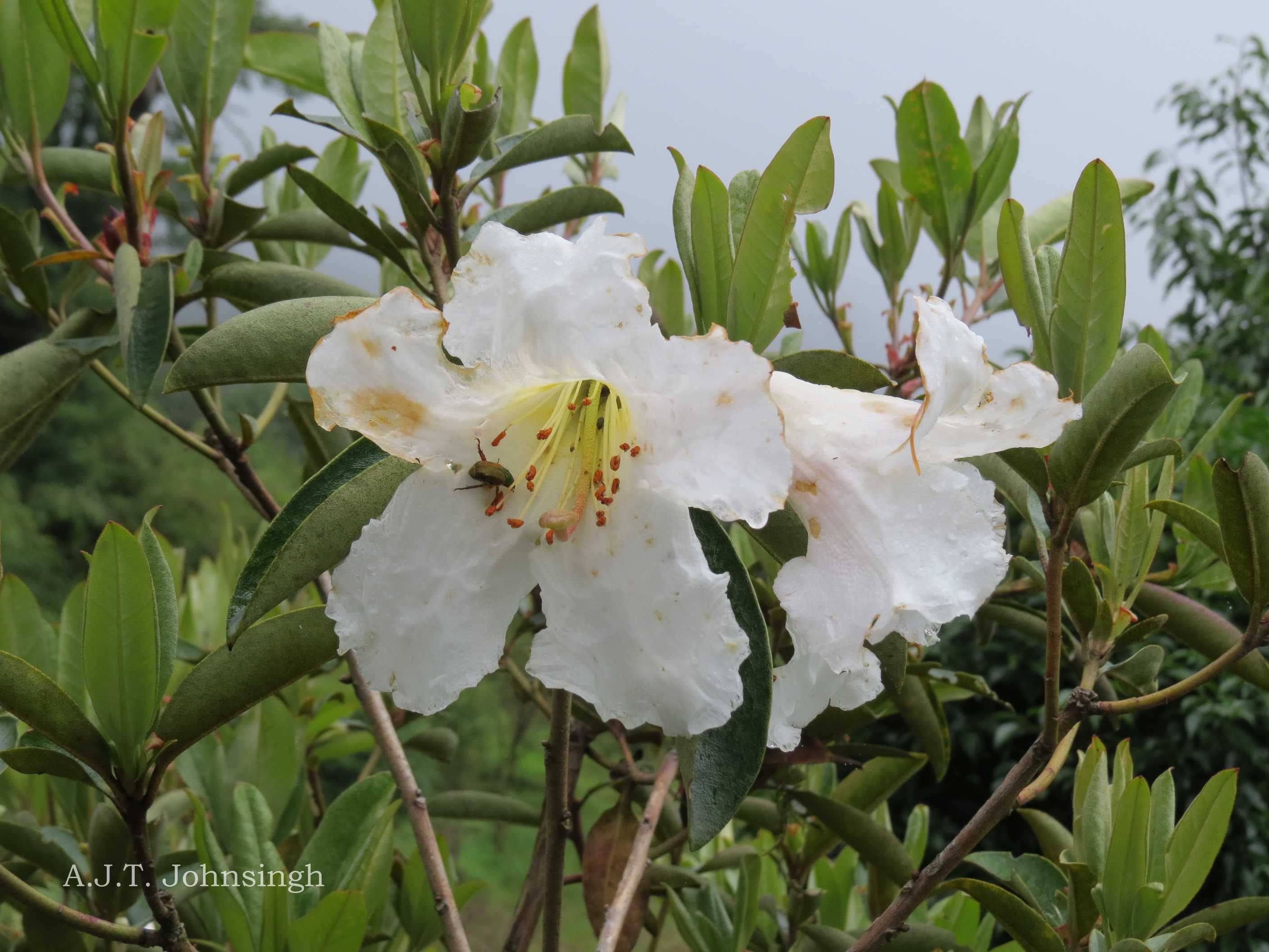 India Flora Online