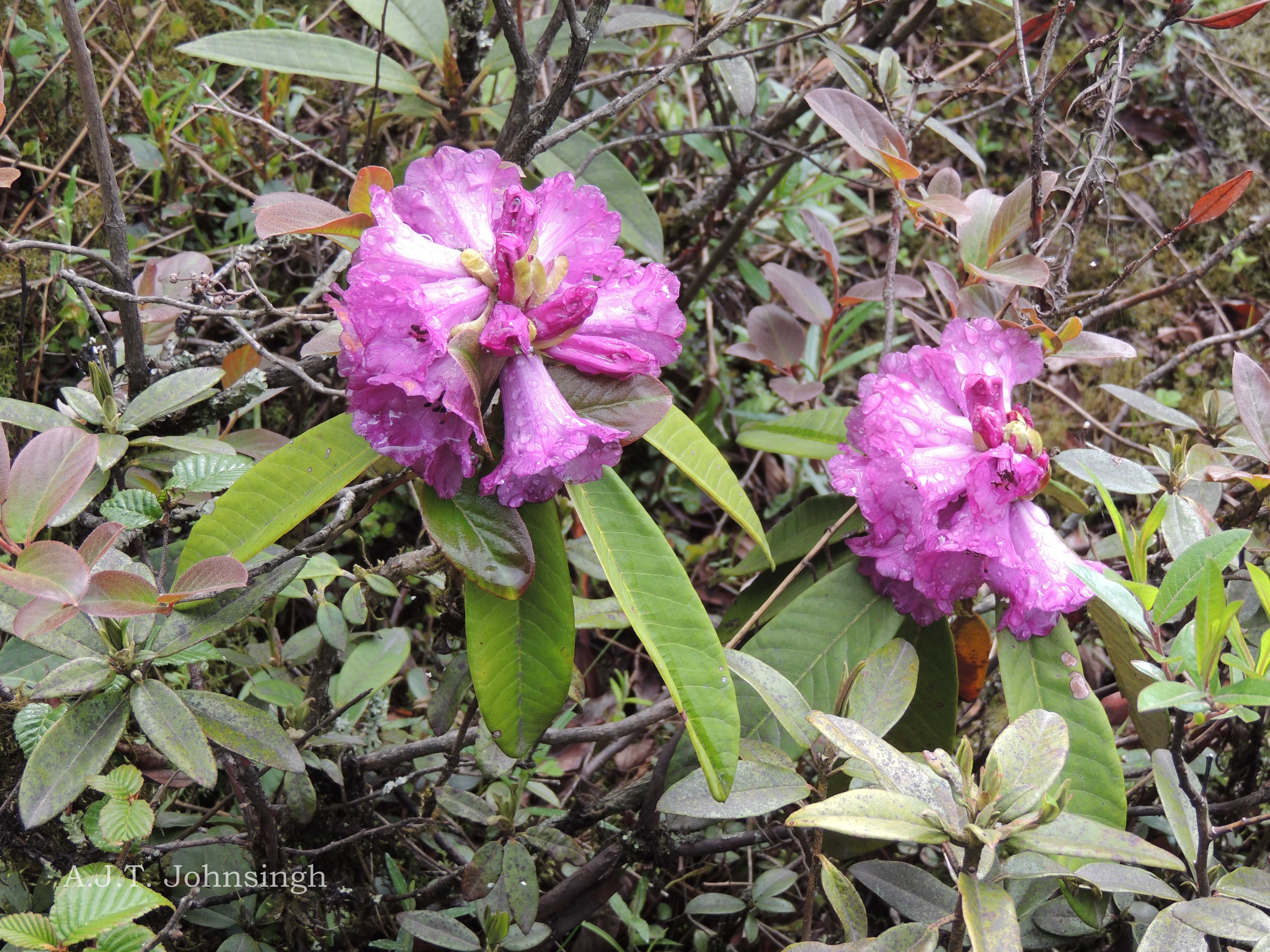 India Flora Online