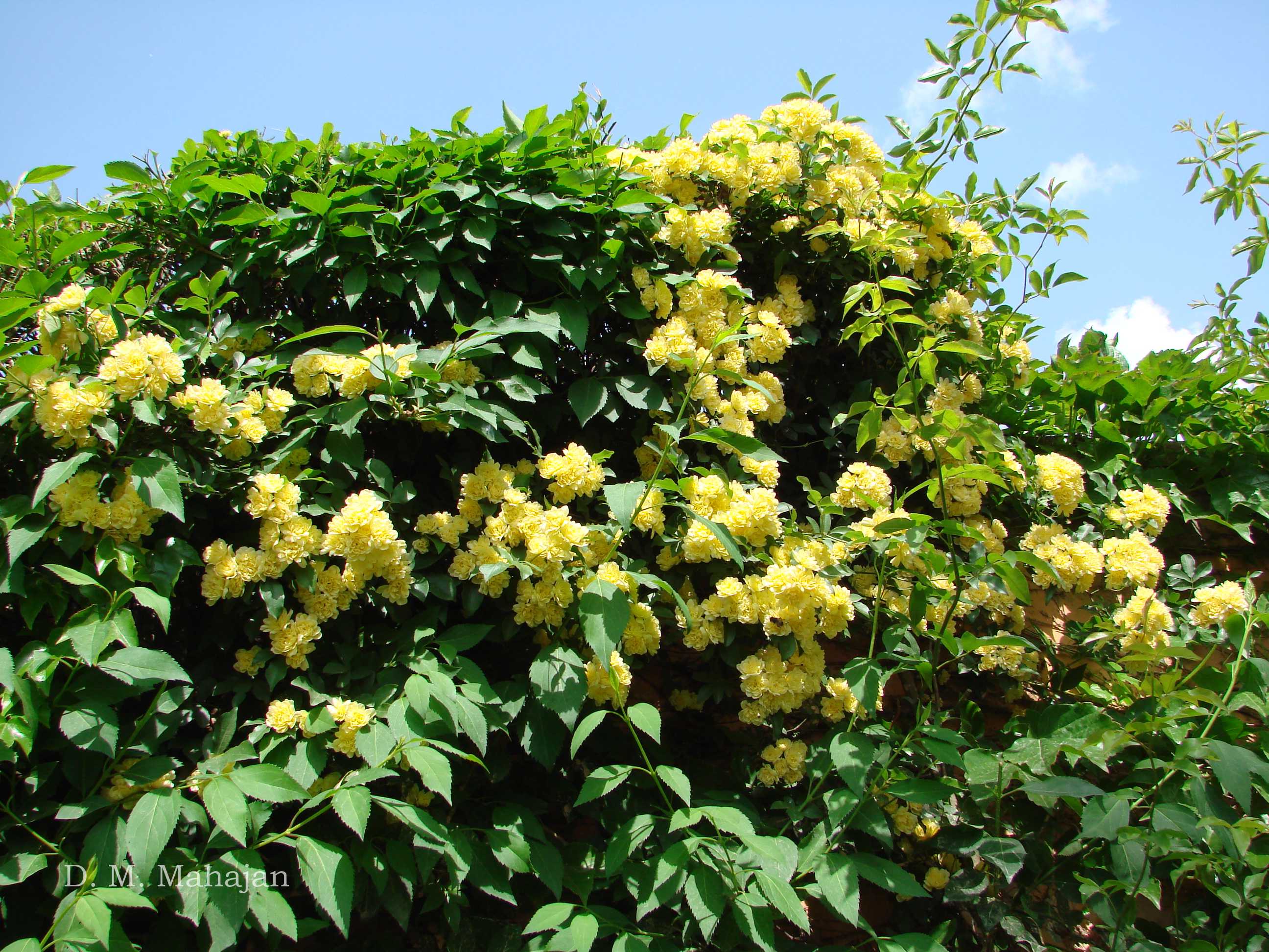 India Flora Online