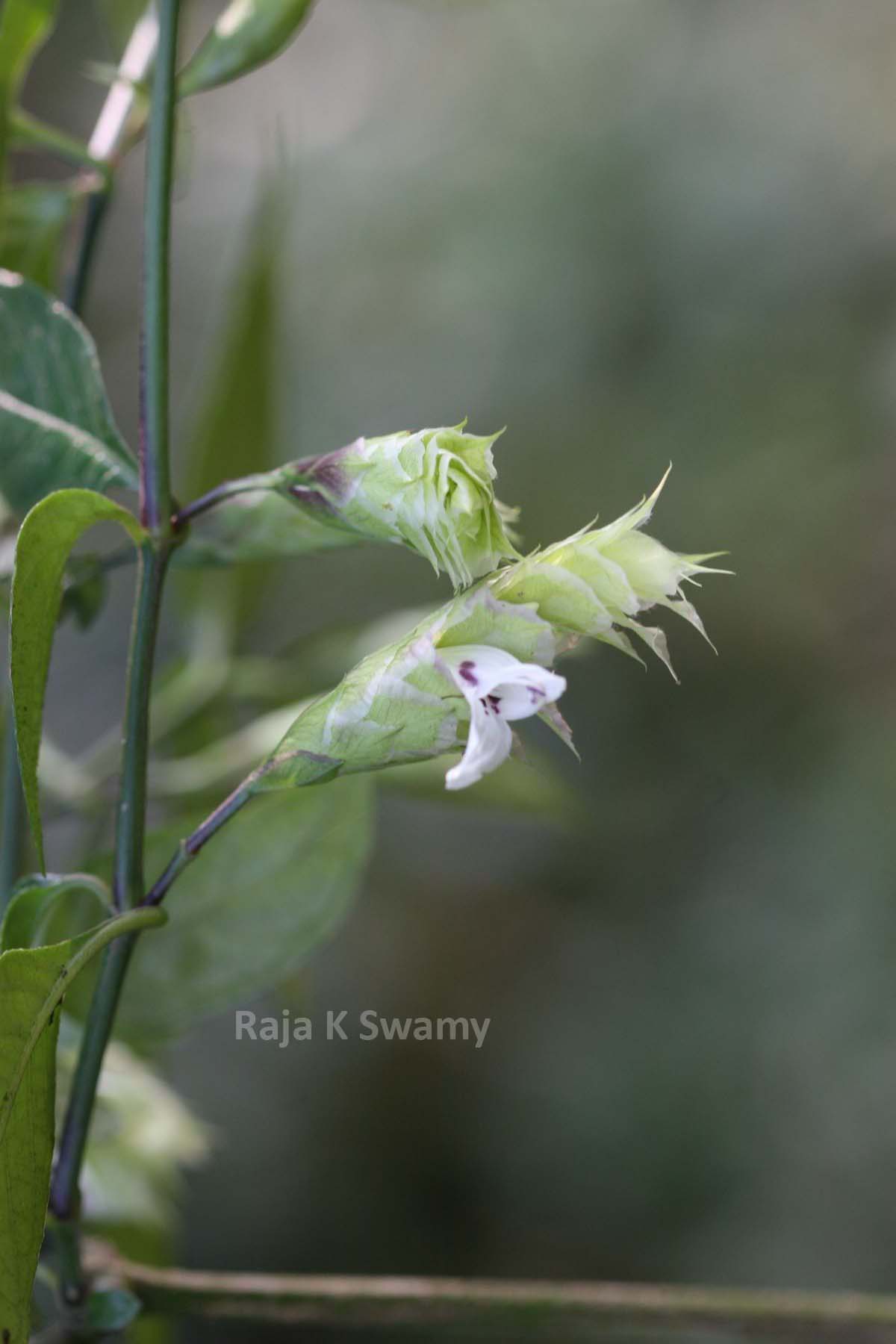India Flora Online