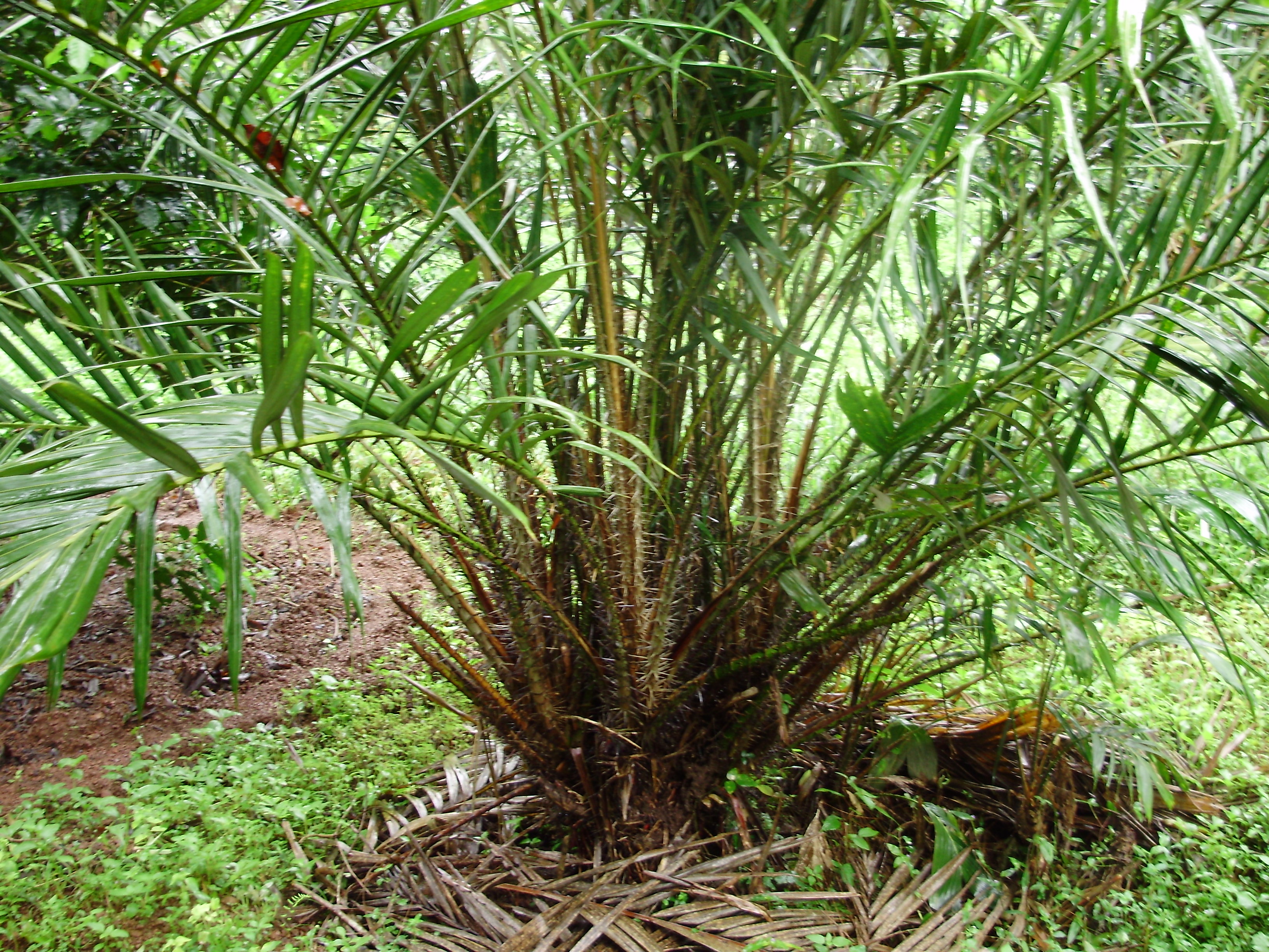 India Flora Online