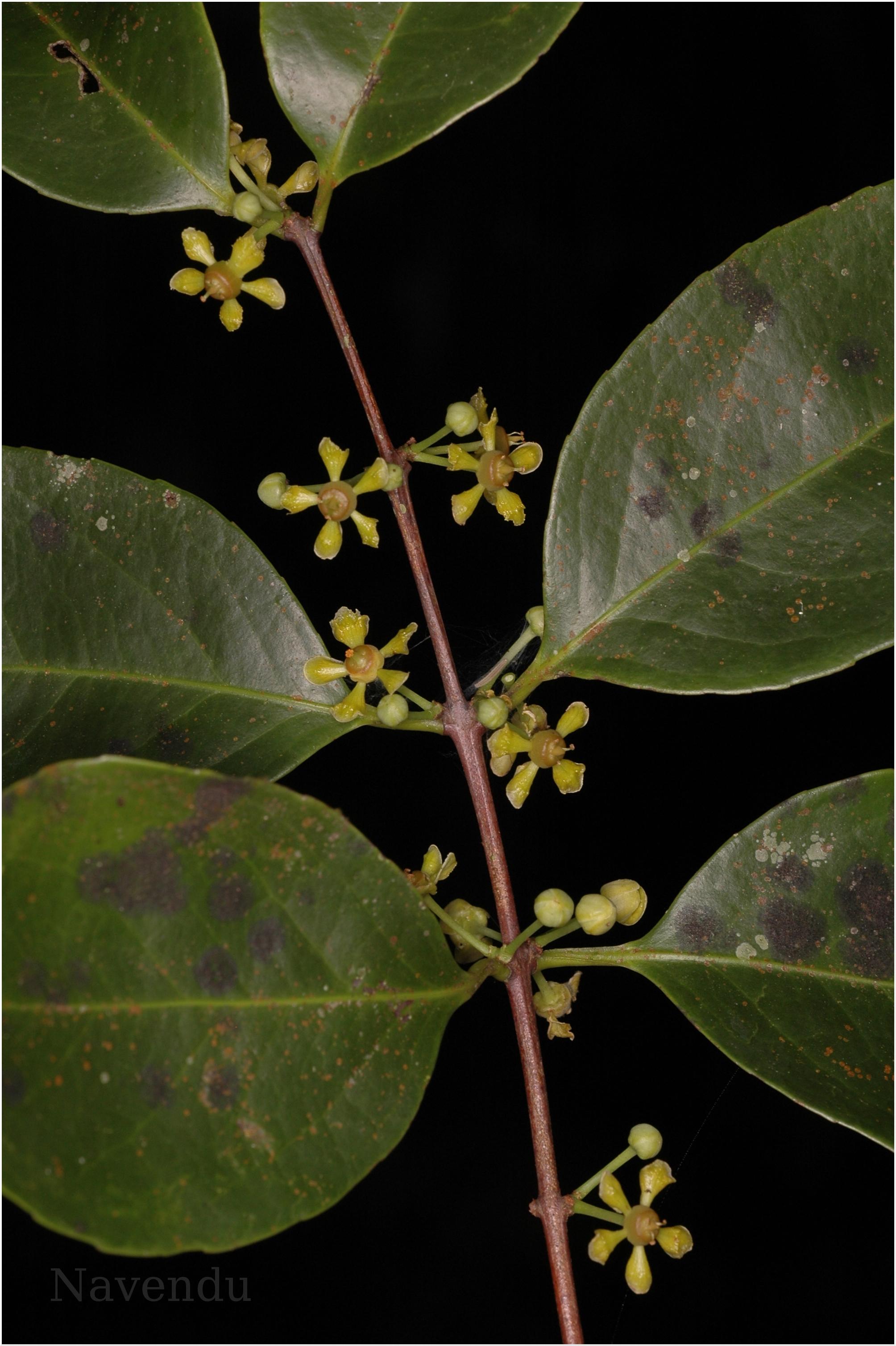 India Flora Online