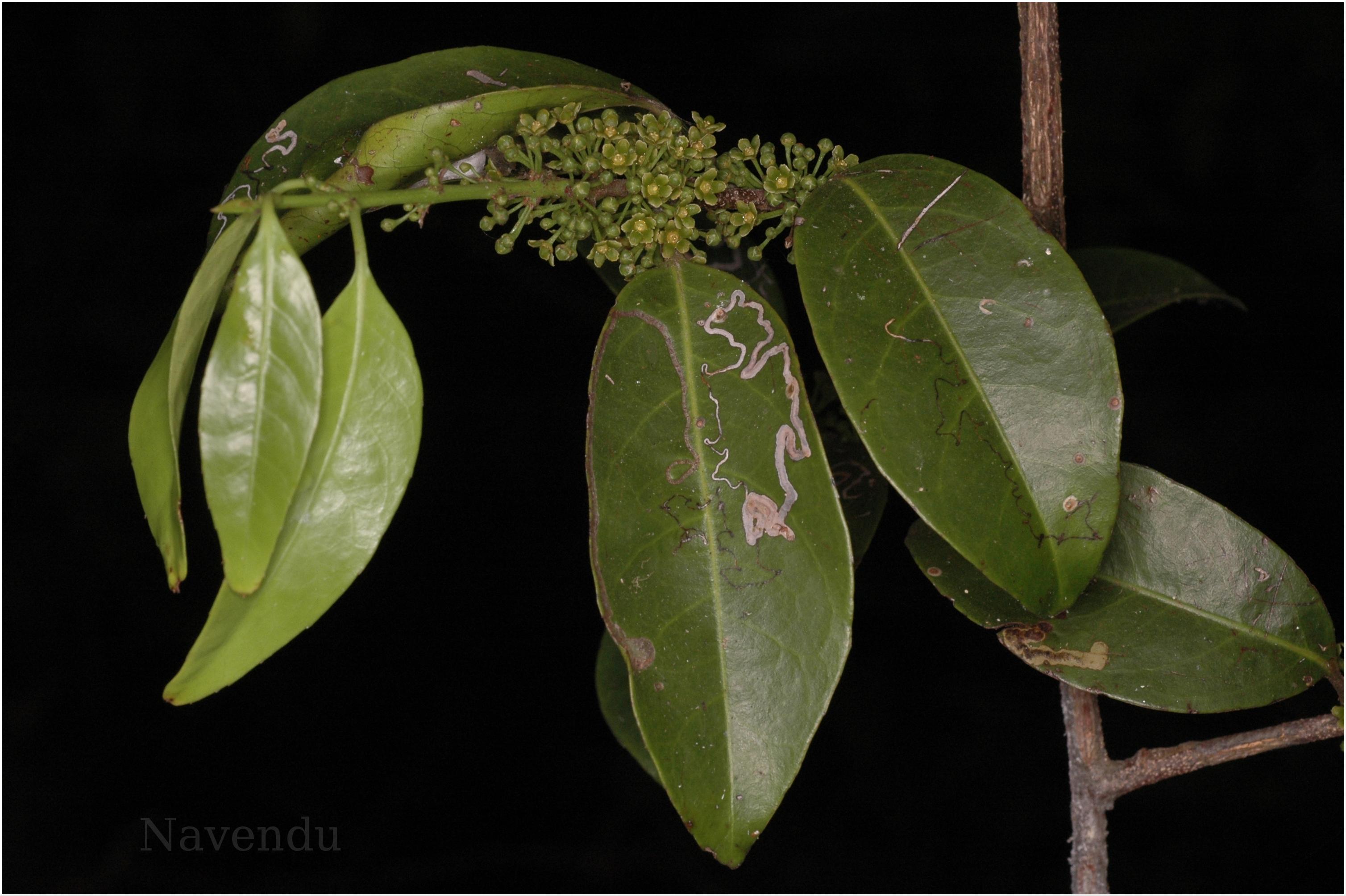 India Flora Online