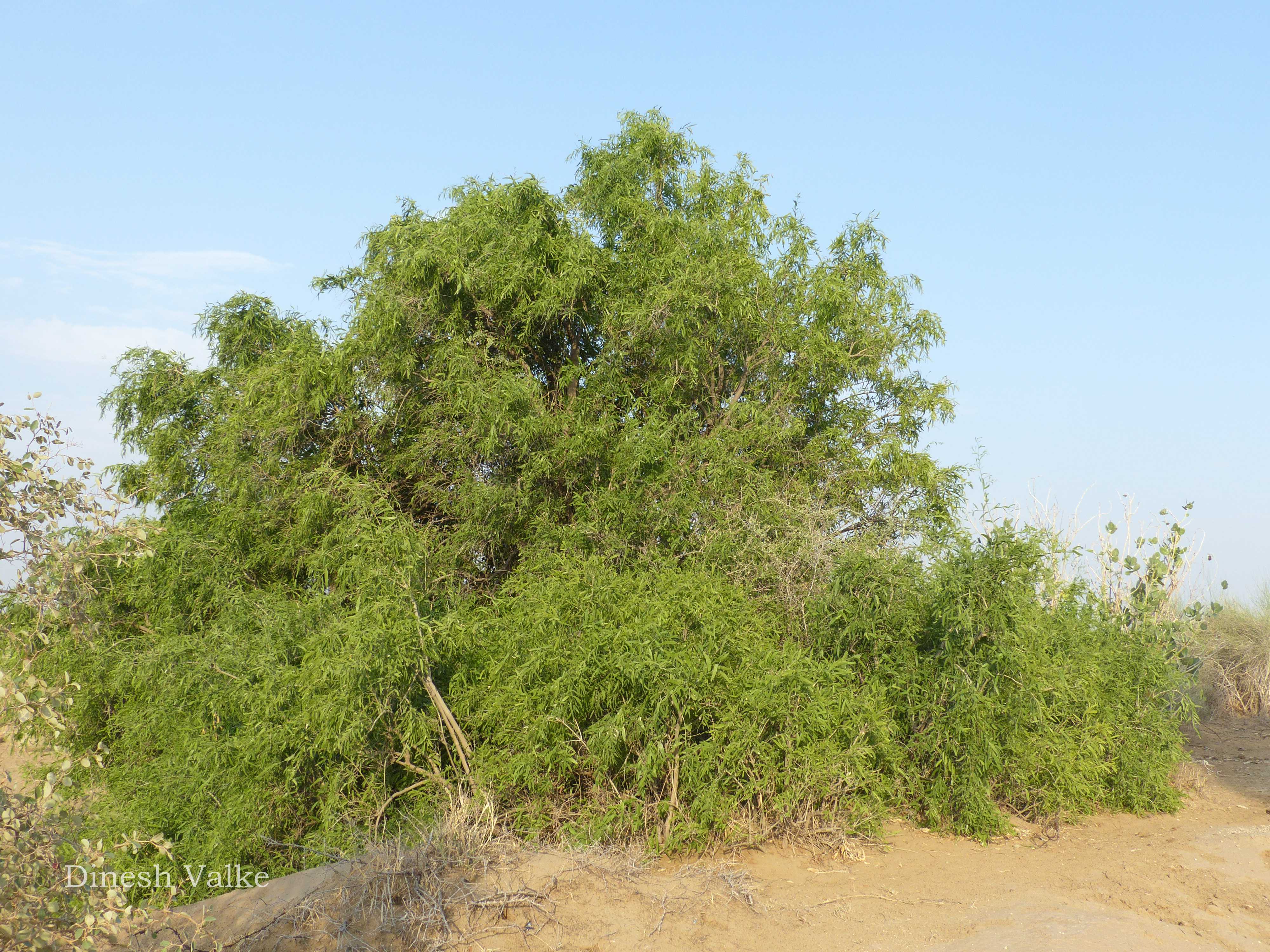 India Flora Online