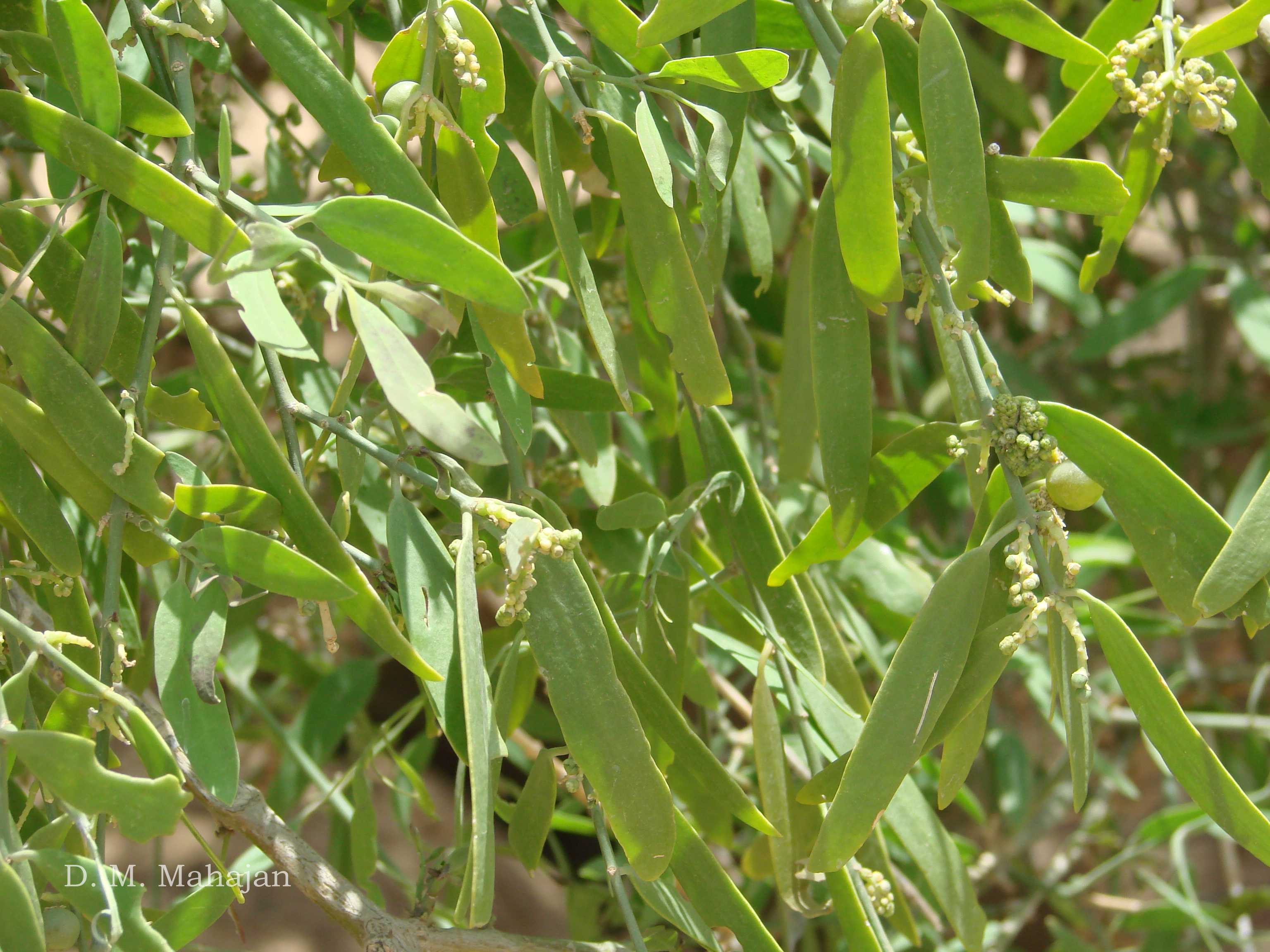 India Flora Online