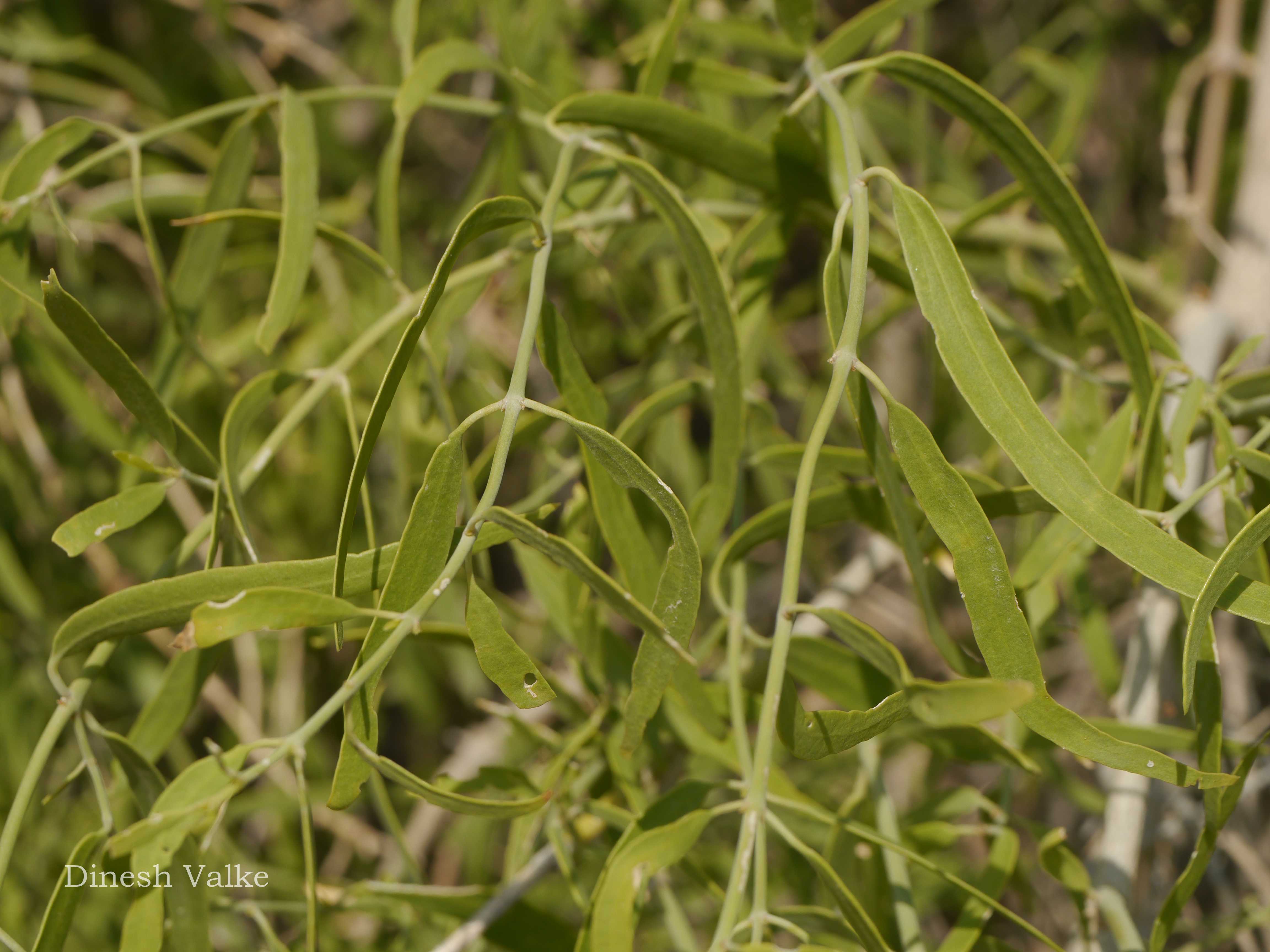 India Flora Online