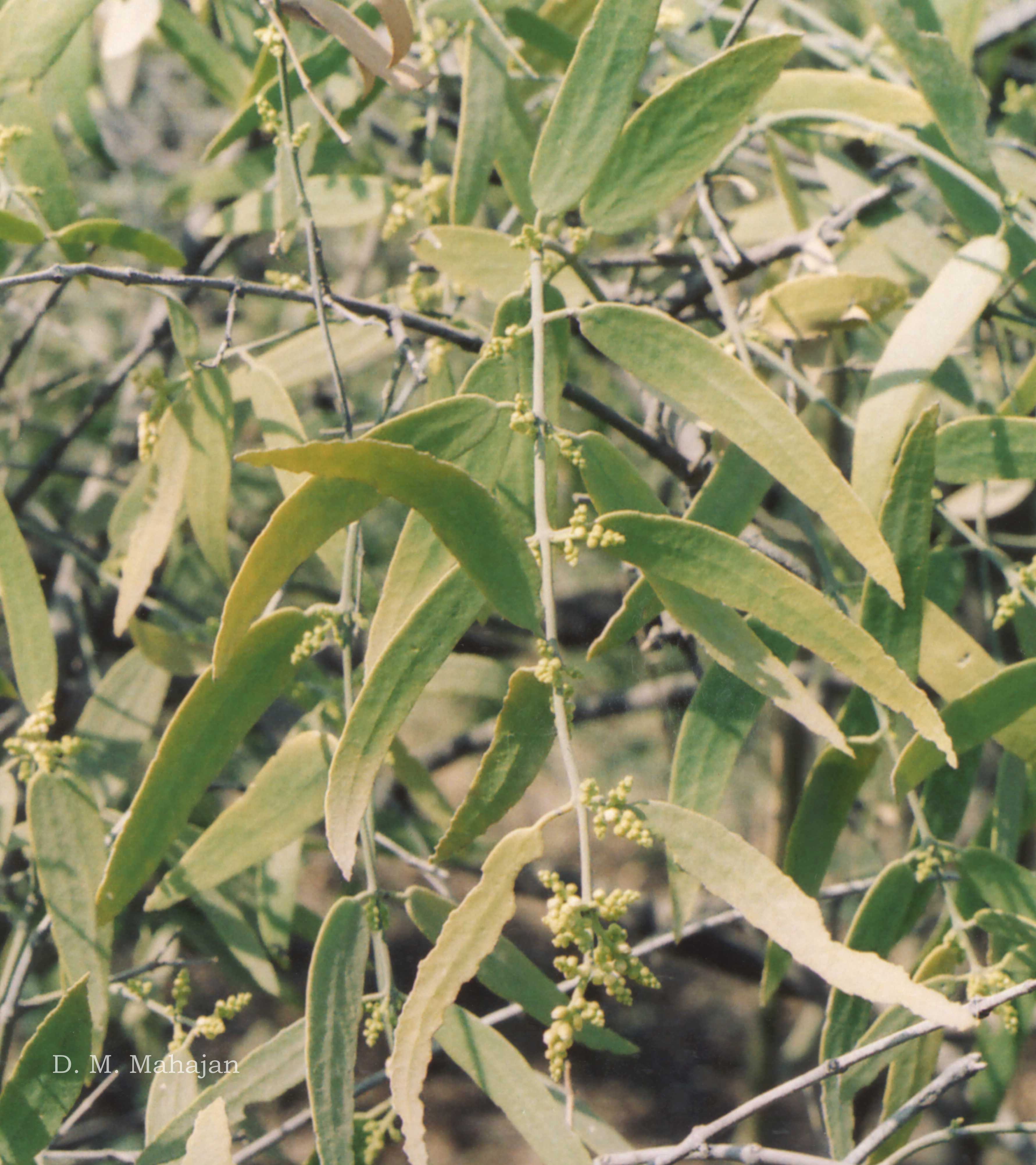 India Flora Online