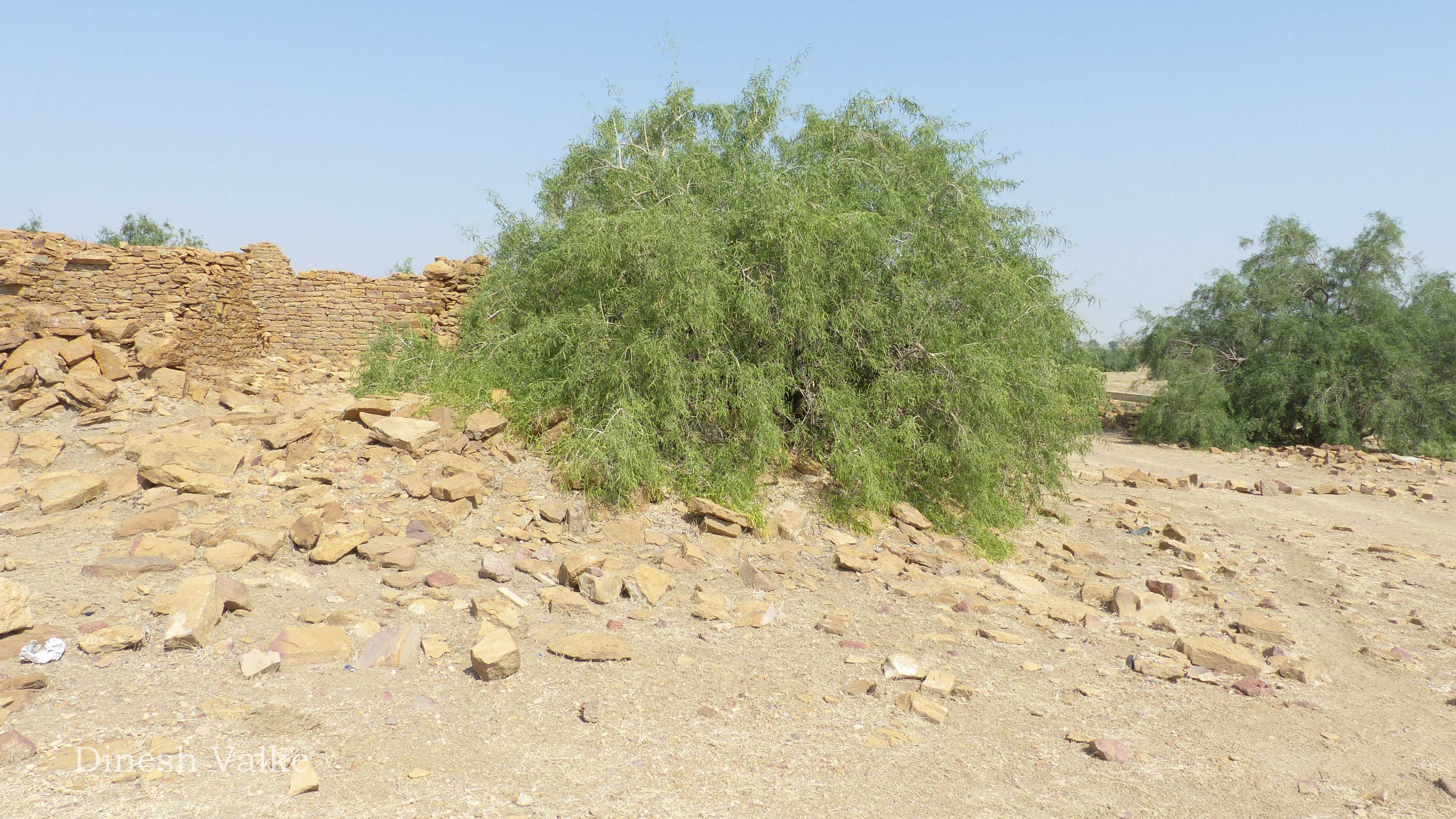 India Flora Online