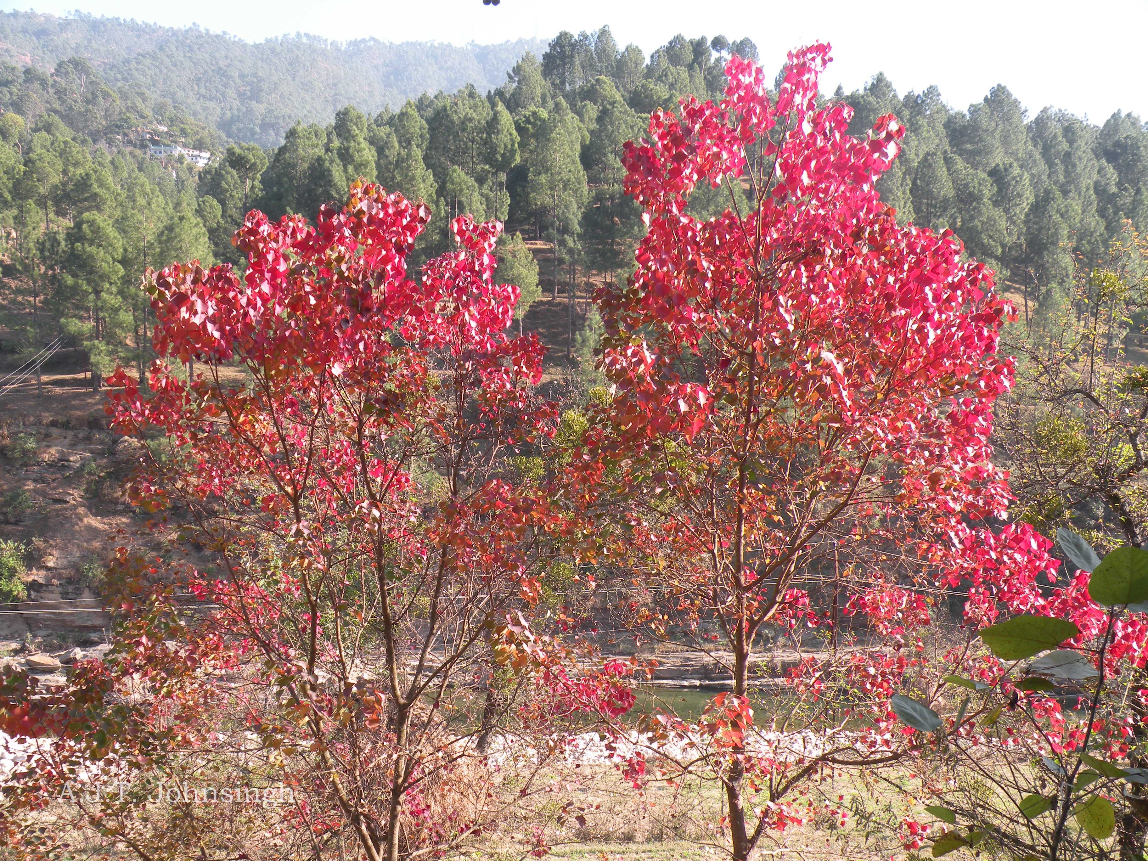 India Flora Online