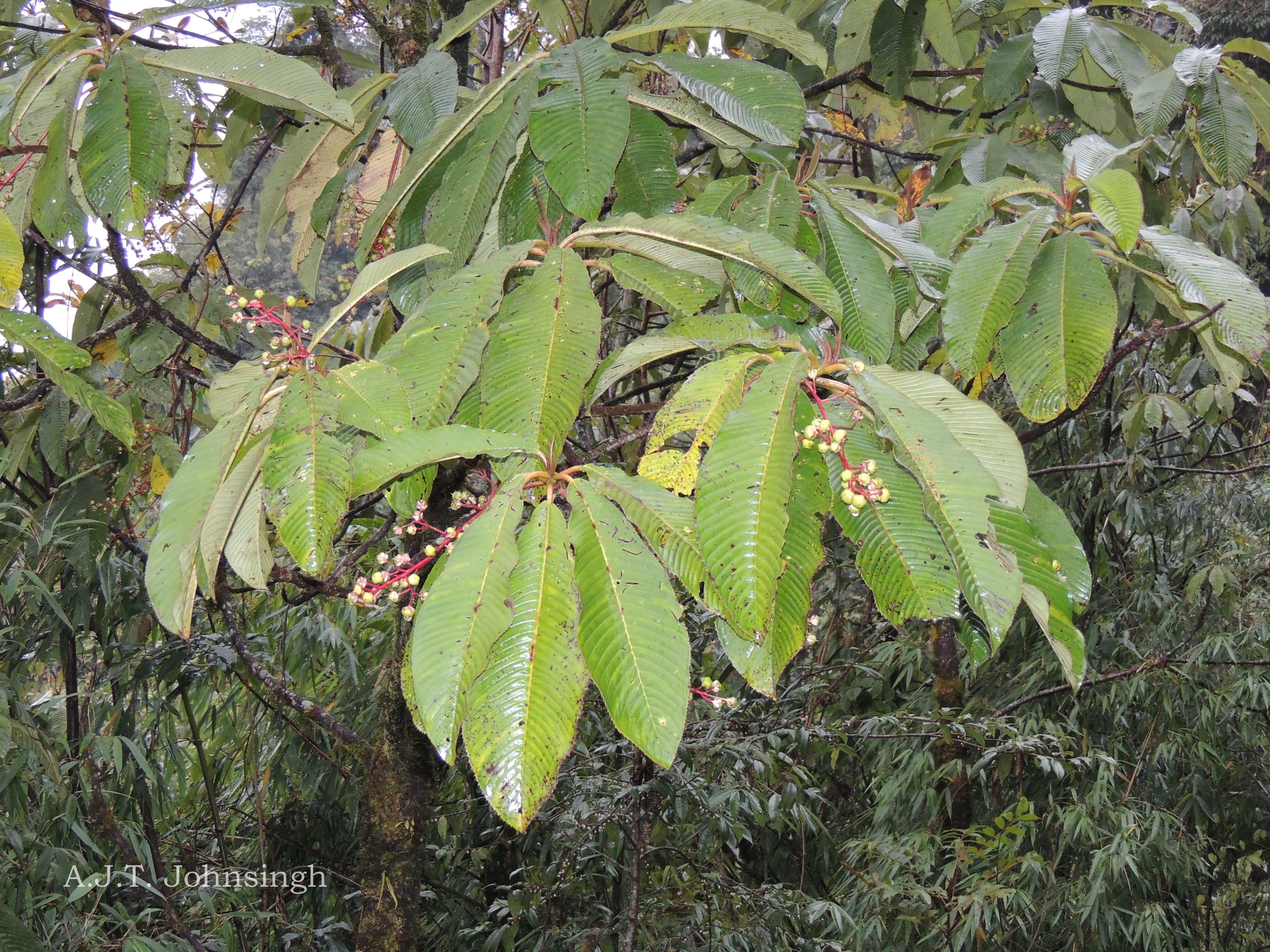 India Flora Online