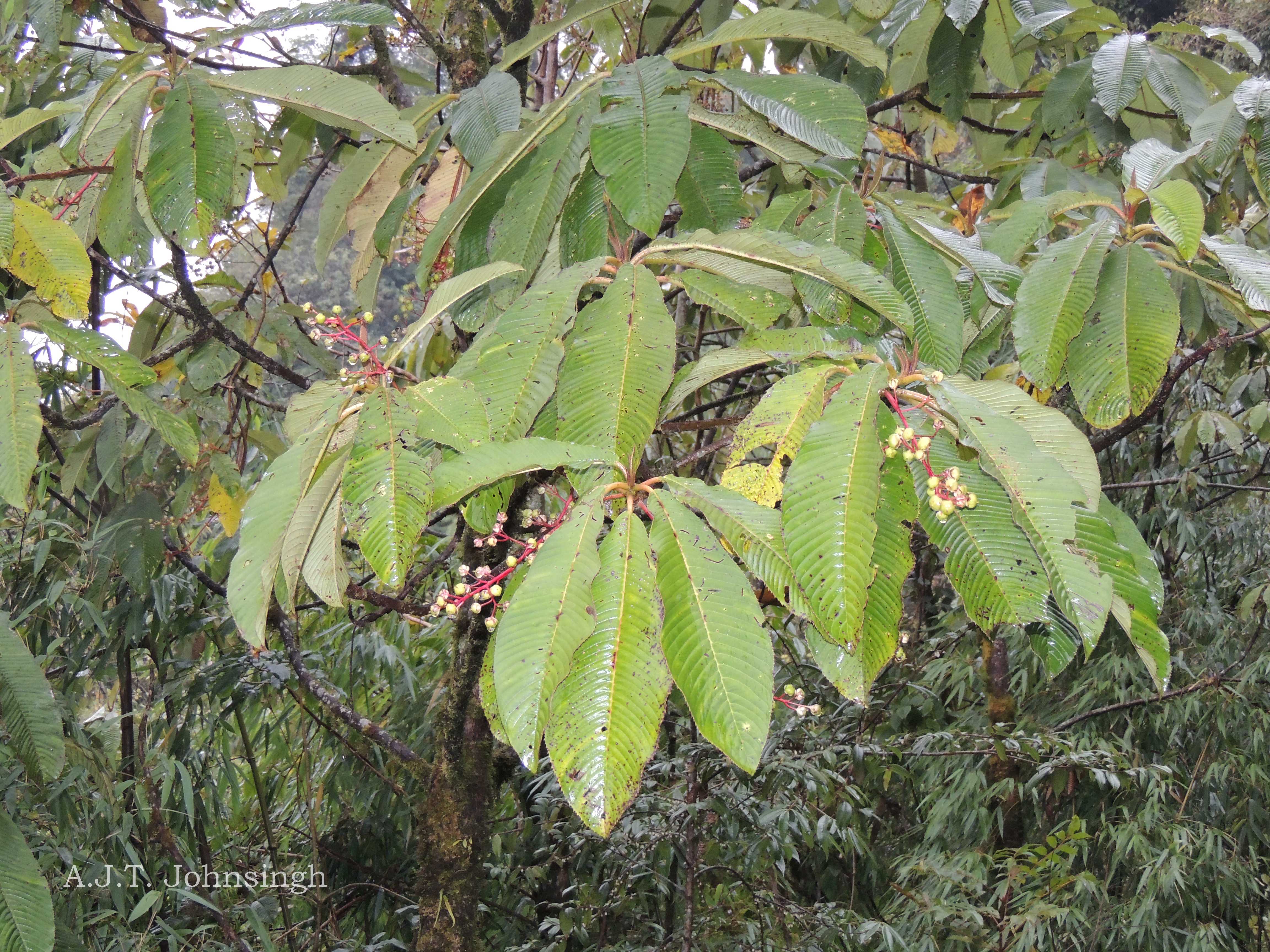 India Flora Online