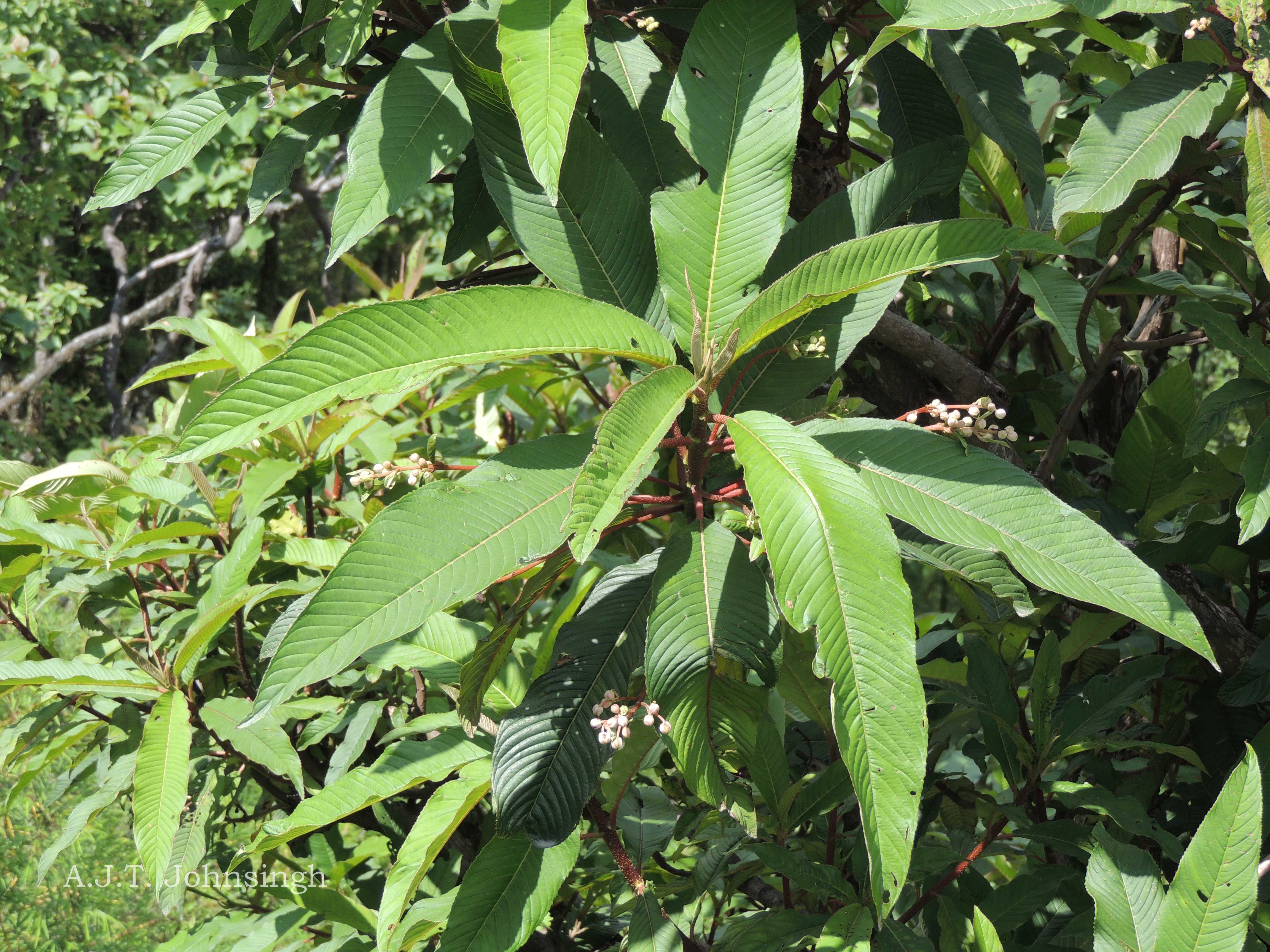 India Flora Online