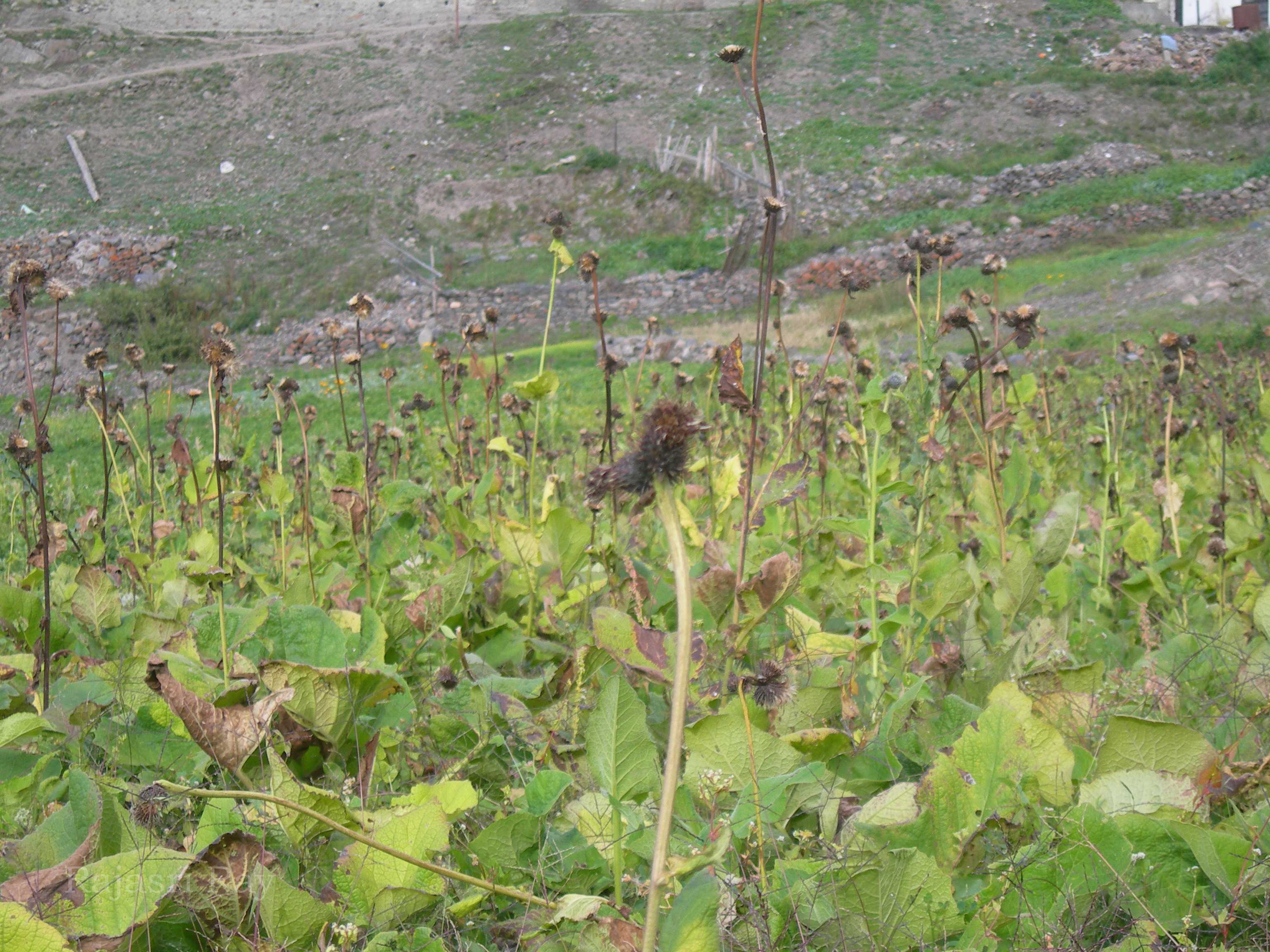India Flora Online