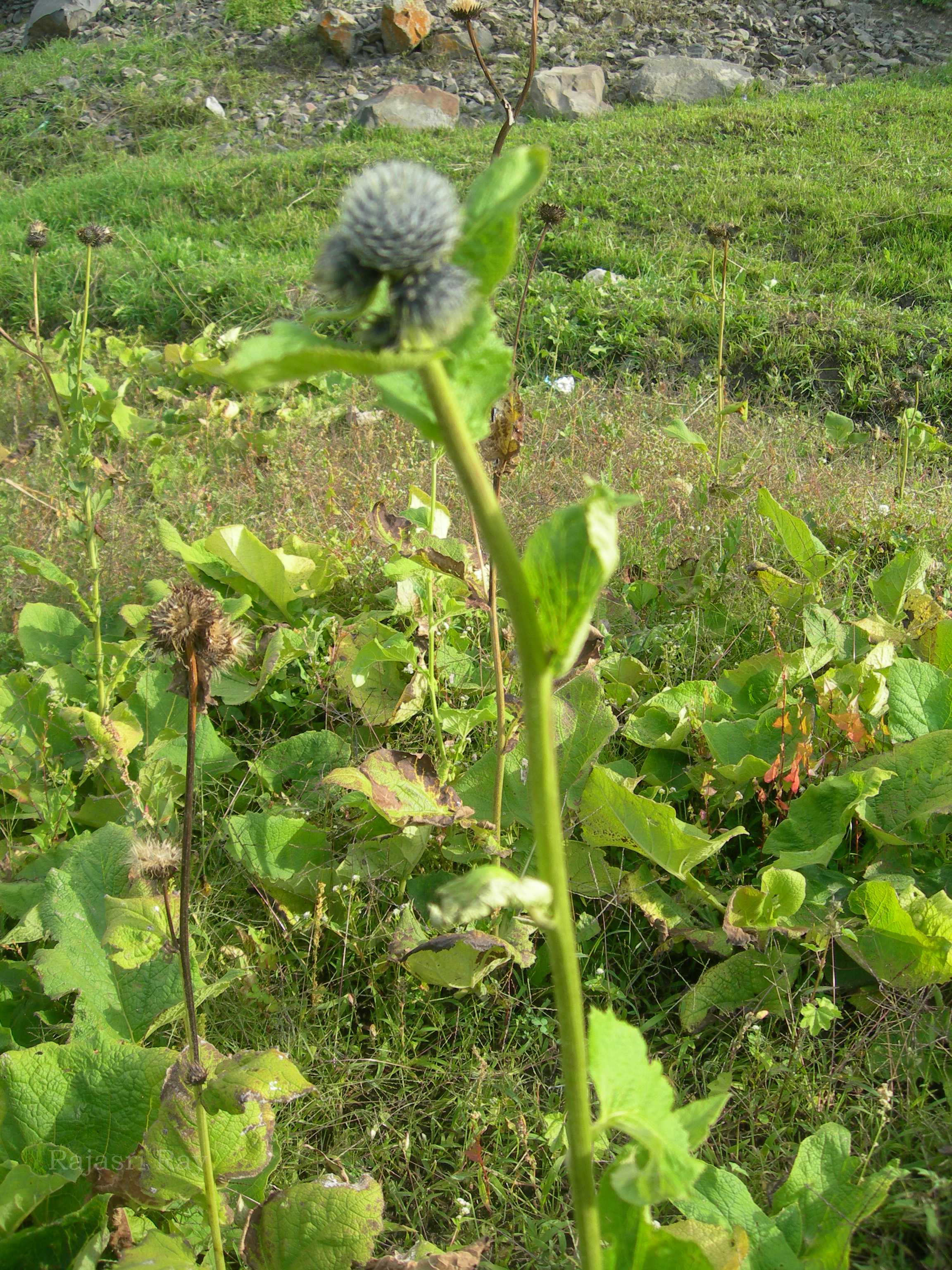 India Flora Online
