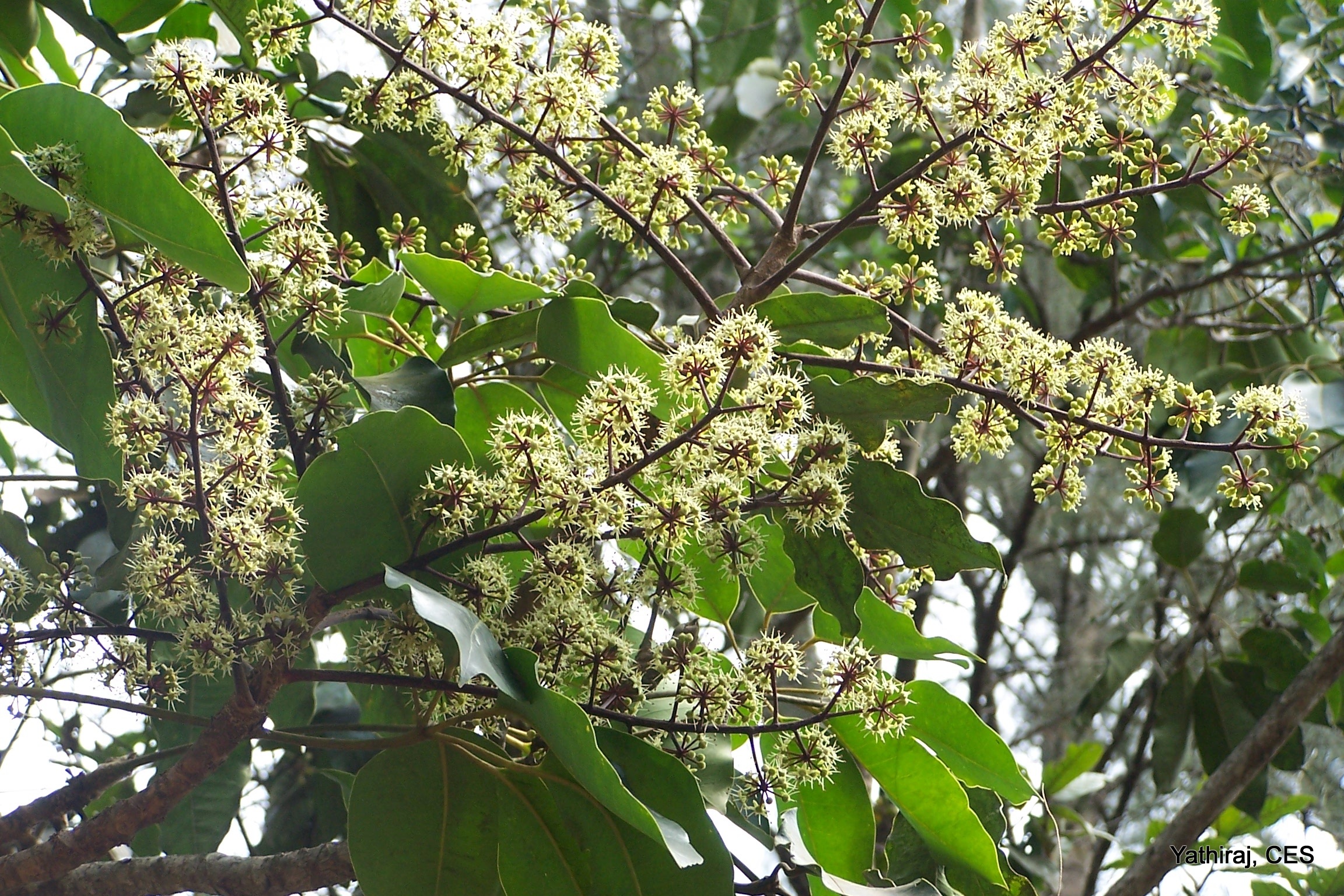 India Flora Online