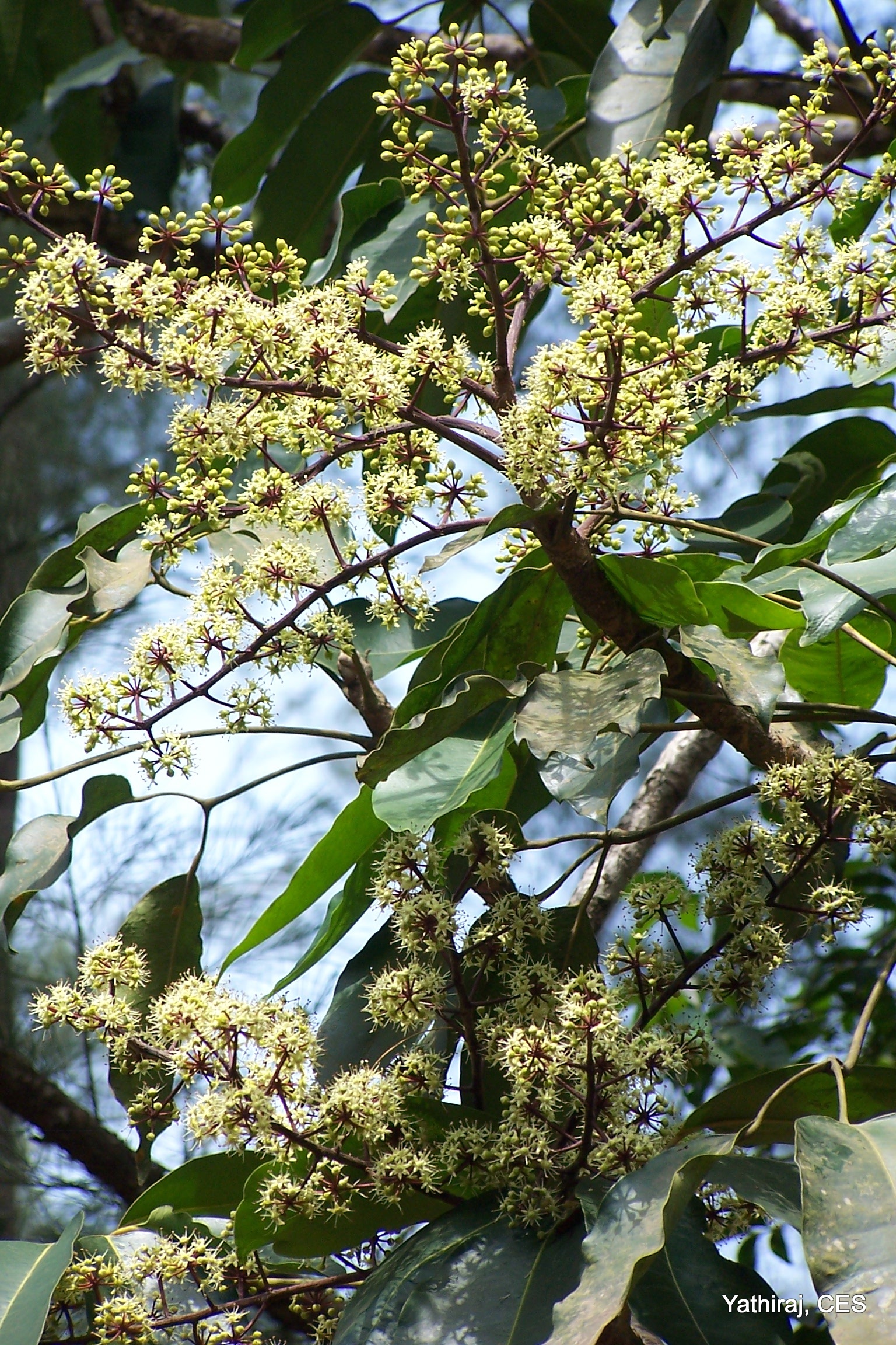 India Flora Online